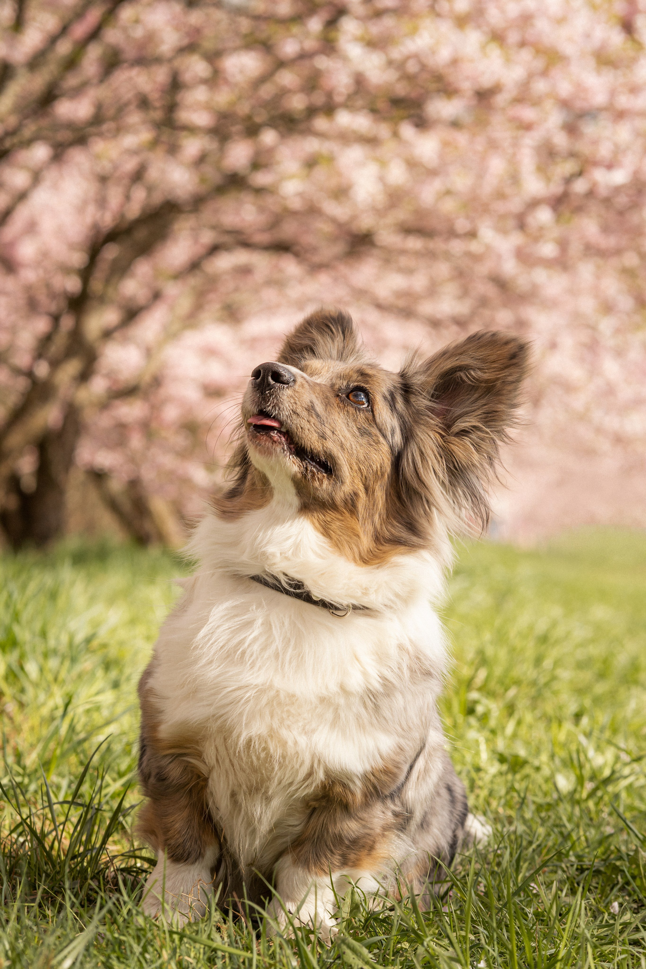 Corgis in Sakura blossom. Kat Laisaar — Pet photographer in Tallinn