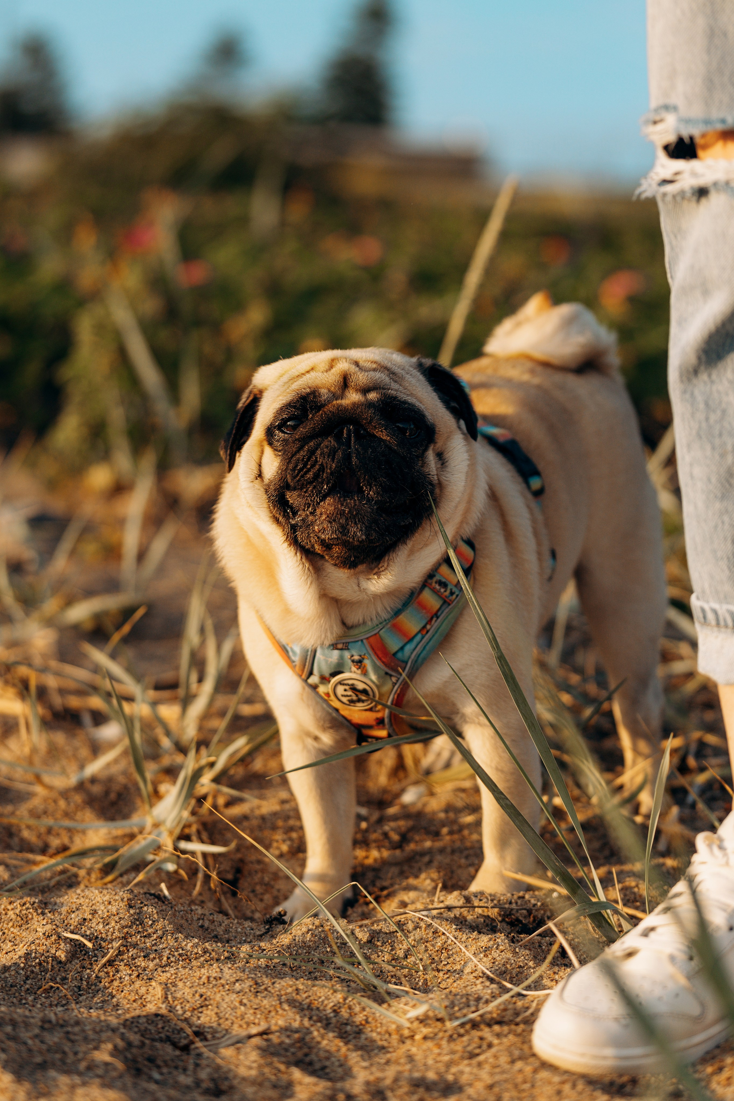 Frank, Tony, Katerina & Lev. Kat Laisaar — Pet photographer in Tallinn