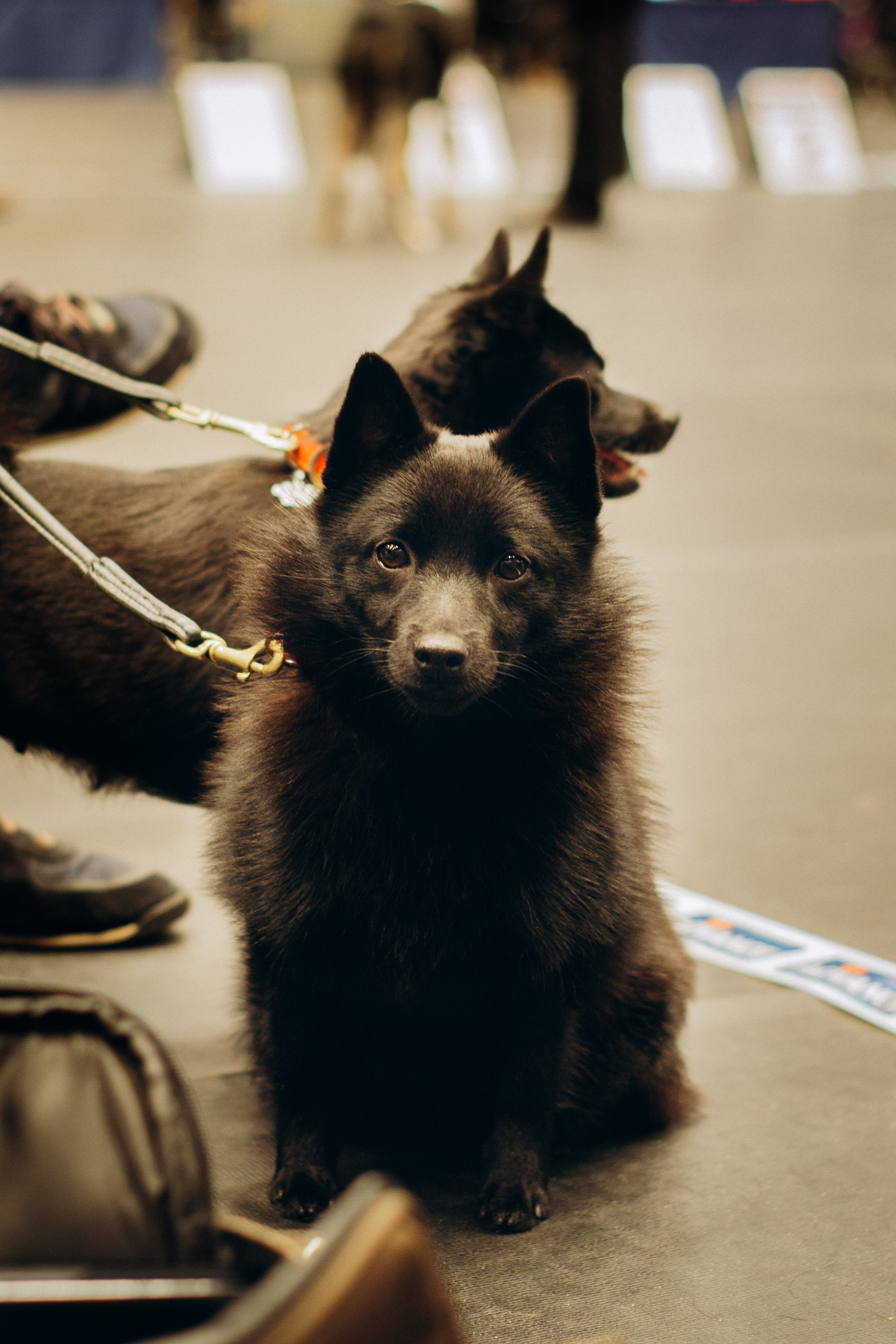 Rakvere Dog Show. Kat Laisaar — Pet photographer in Tallinn