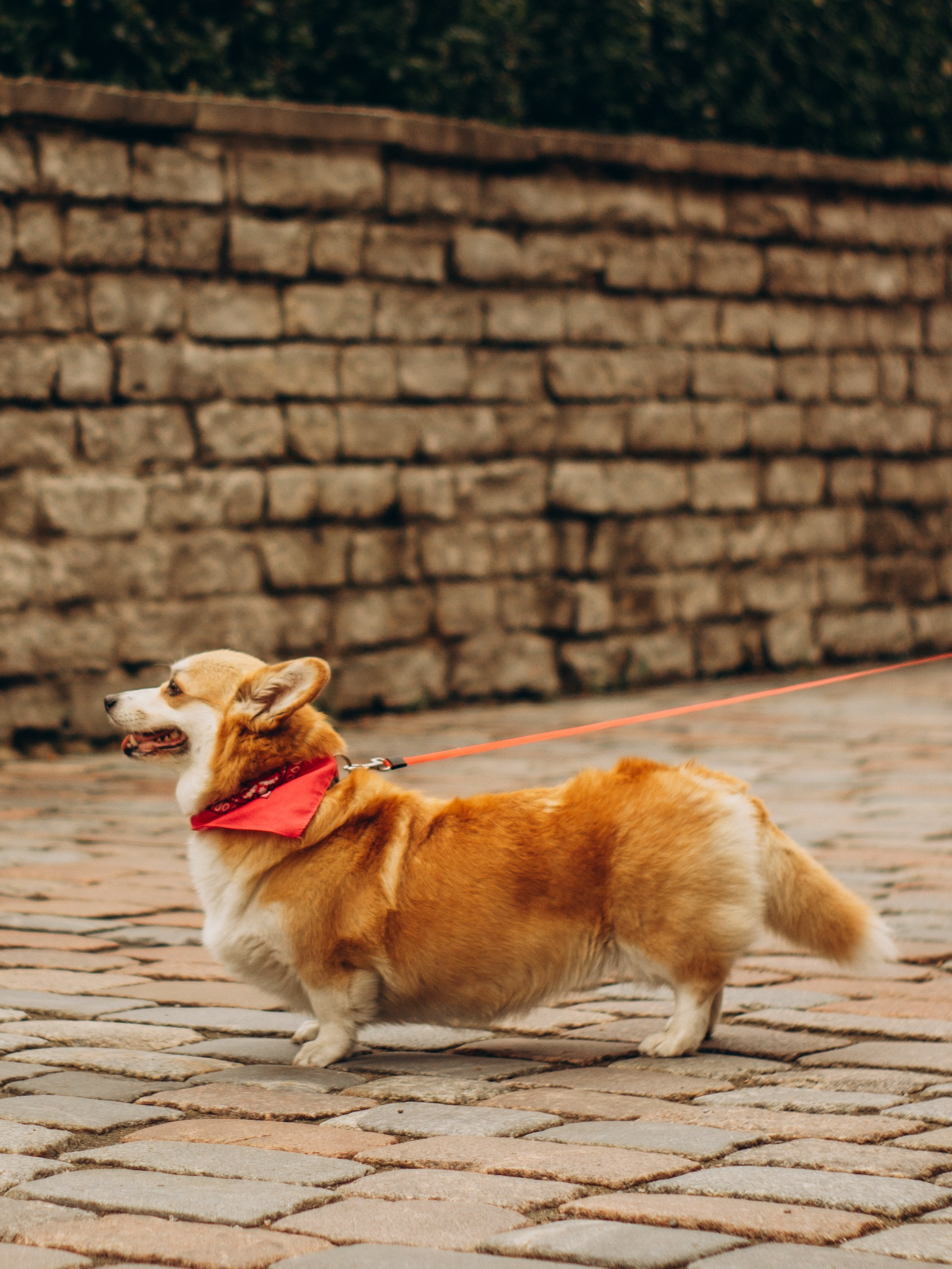 Corgi party, september. Kat Laisaar — Pet photographer in Tallinn