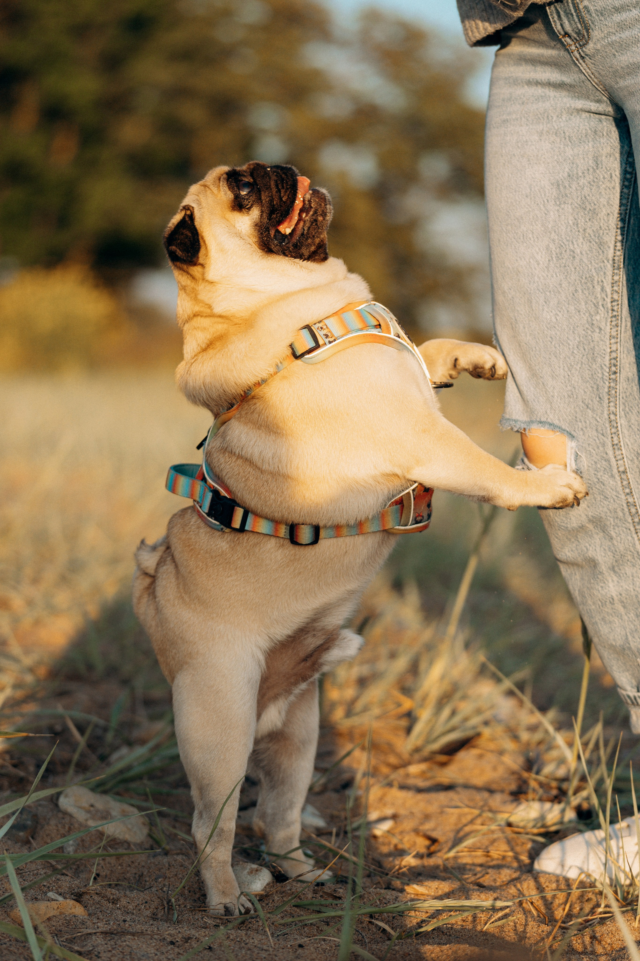 Frank, Tony, Katerina & Lev. Kat Laisaar — Pet photographer in Tallinn