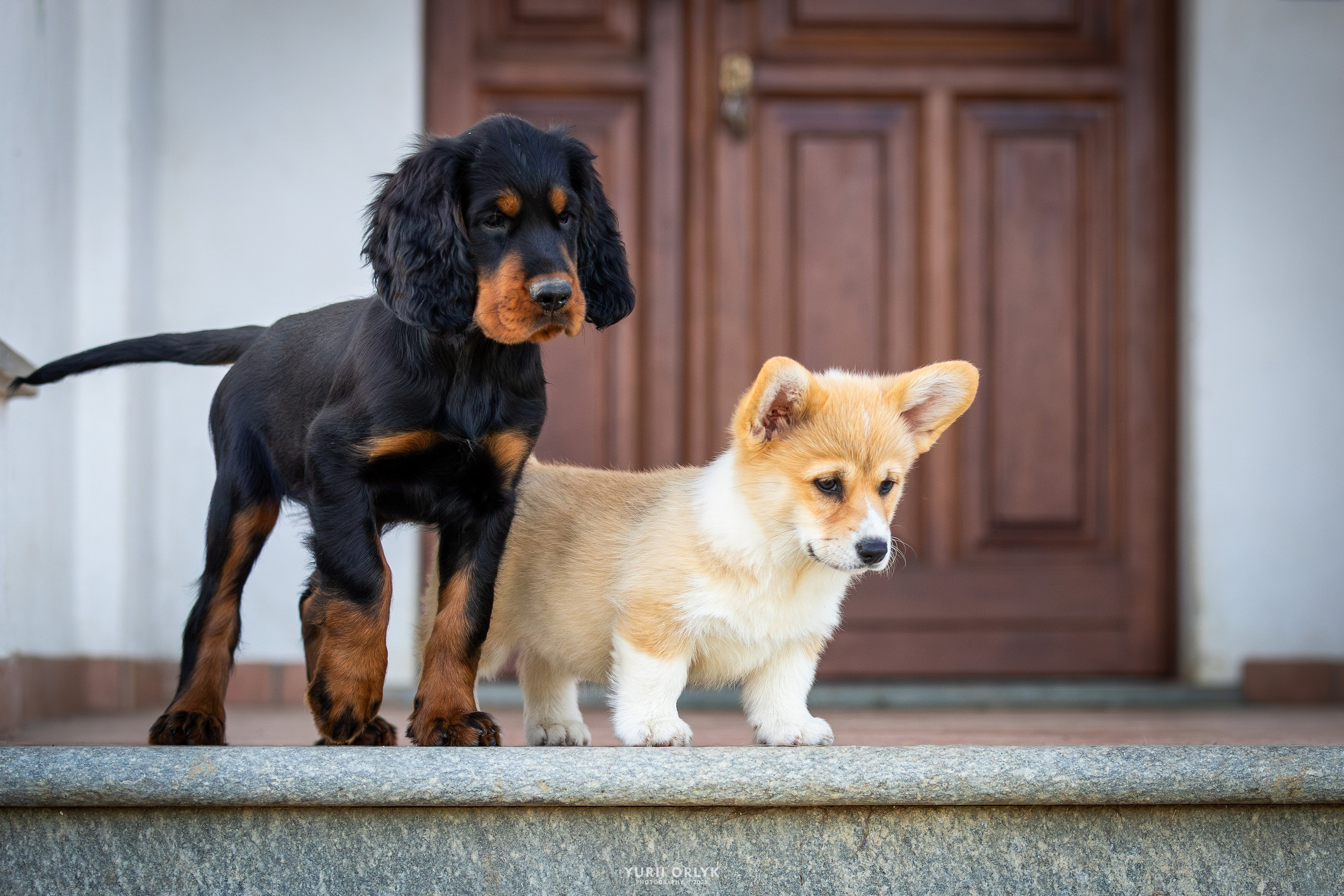 Puppies. Yurii Orlyk Photography