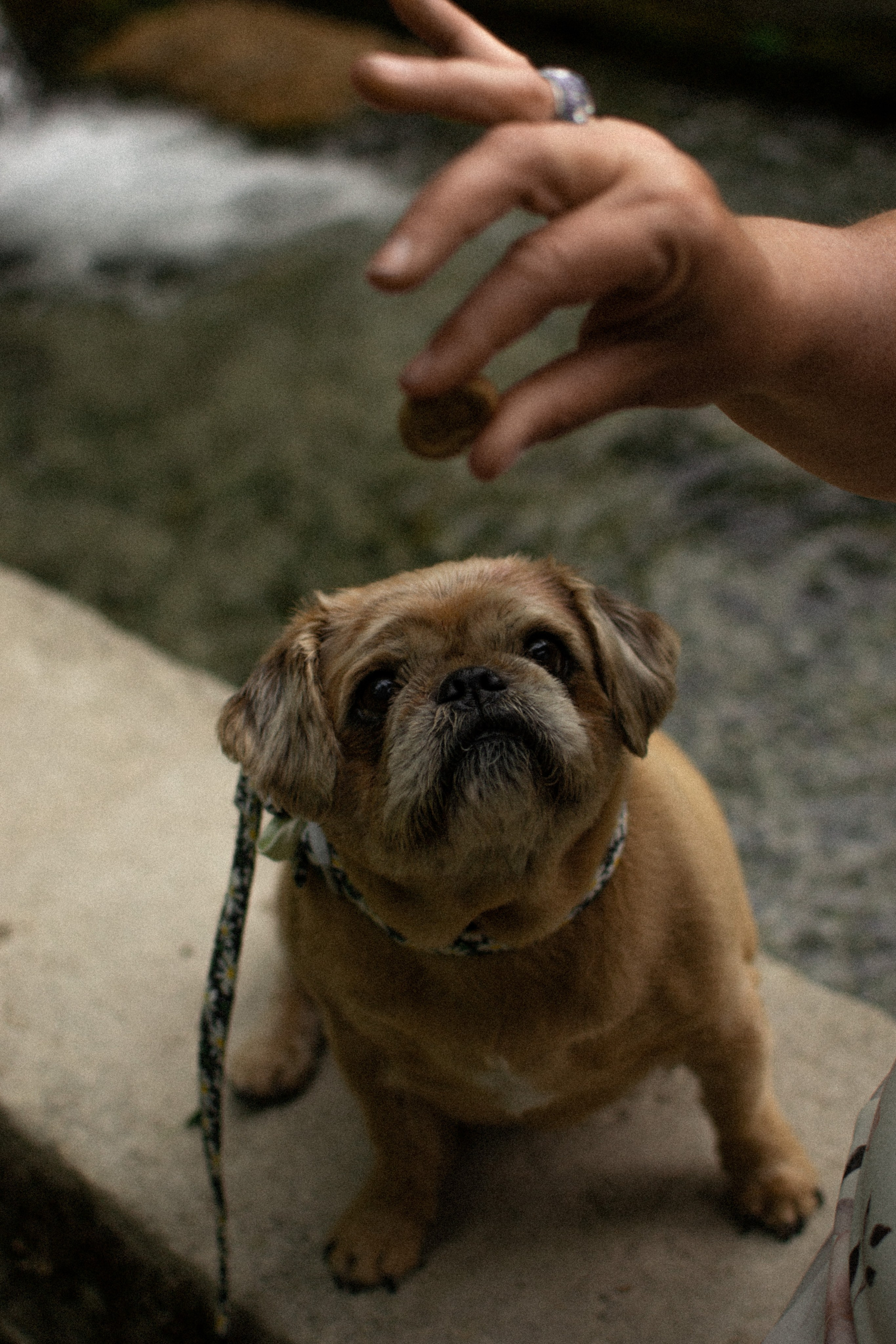 Sandrine et Lolly. Photographe animalier à Paris Anna Pereira