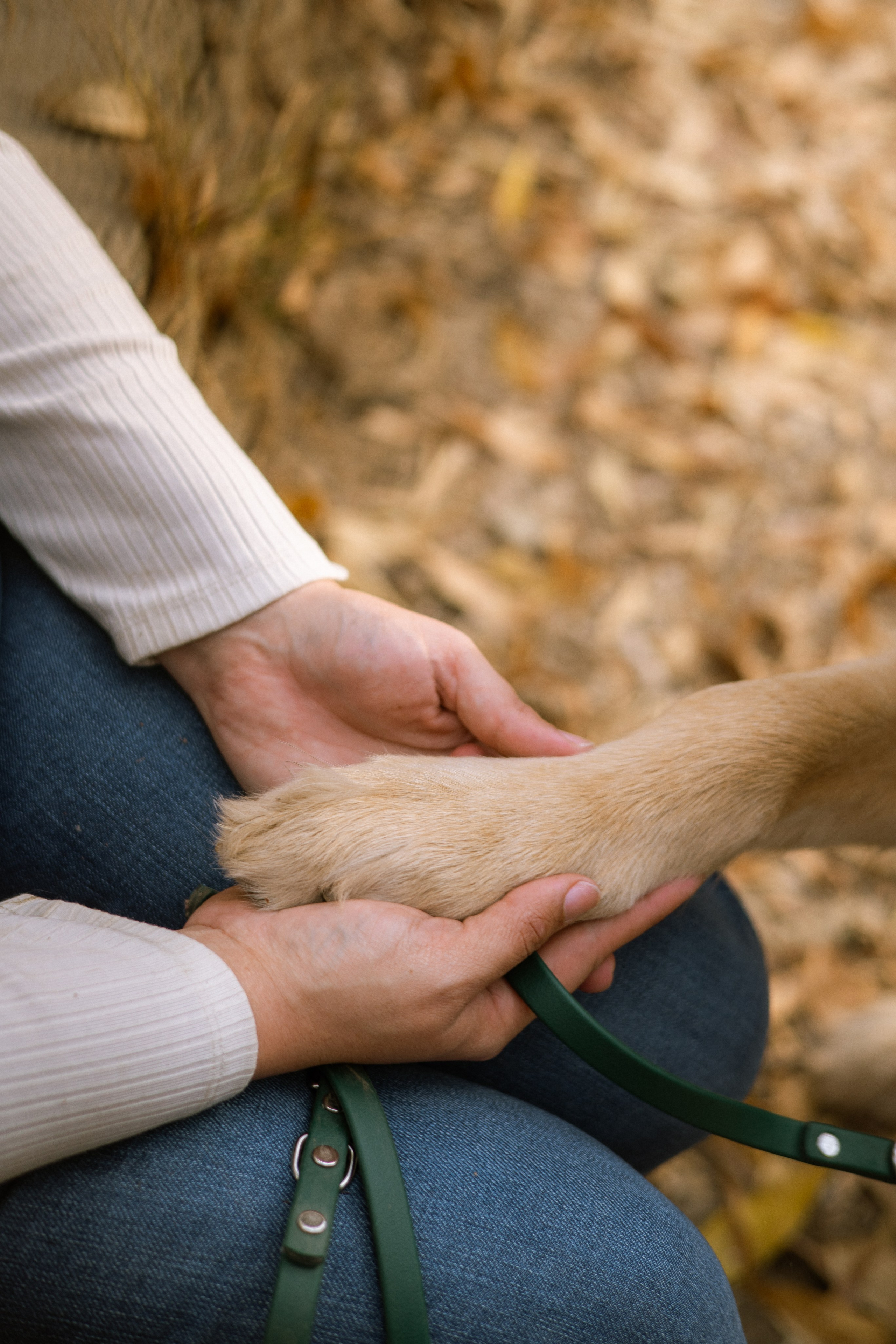 Briana, Denali & Stoeger. Photographer in Los Angeles. Julia Ishmuratova