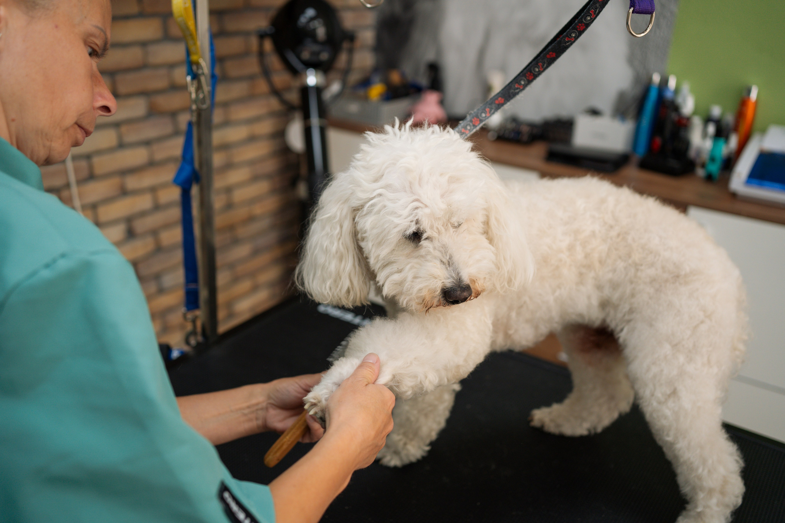 PetGroom Timisoara. Cozac Cristian Photographer