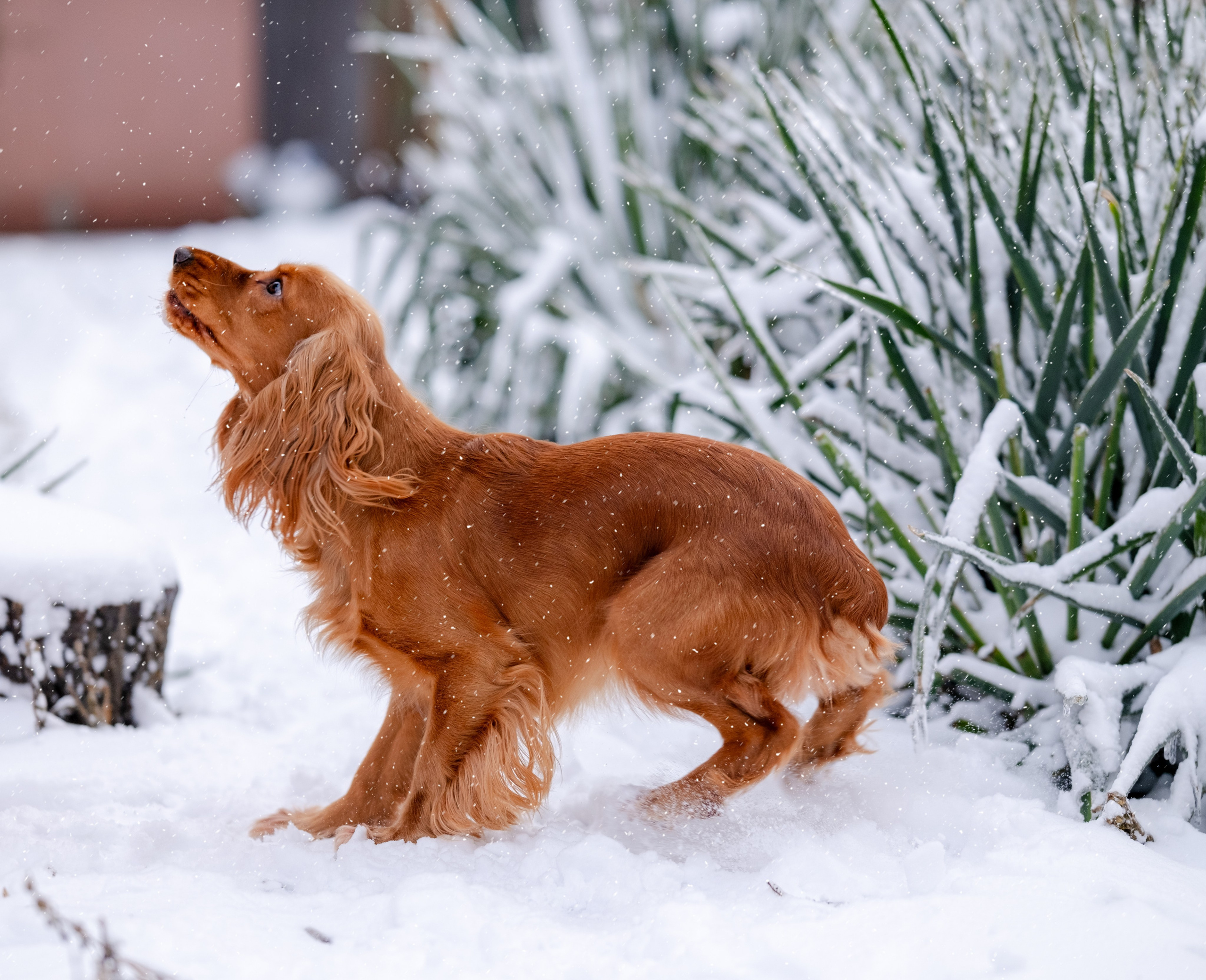 Ваш відеограф для будь яких подій