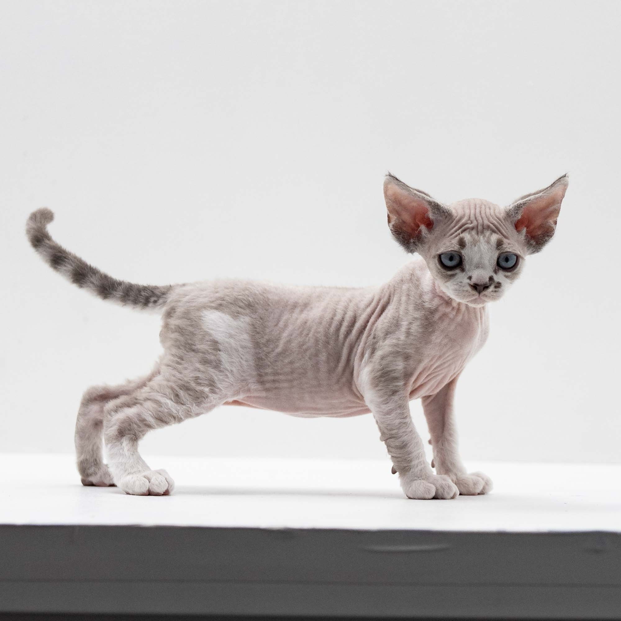 Frank, boy, born on 01.01.25. Devon Rex Pixie Cattery