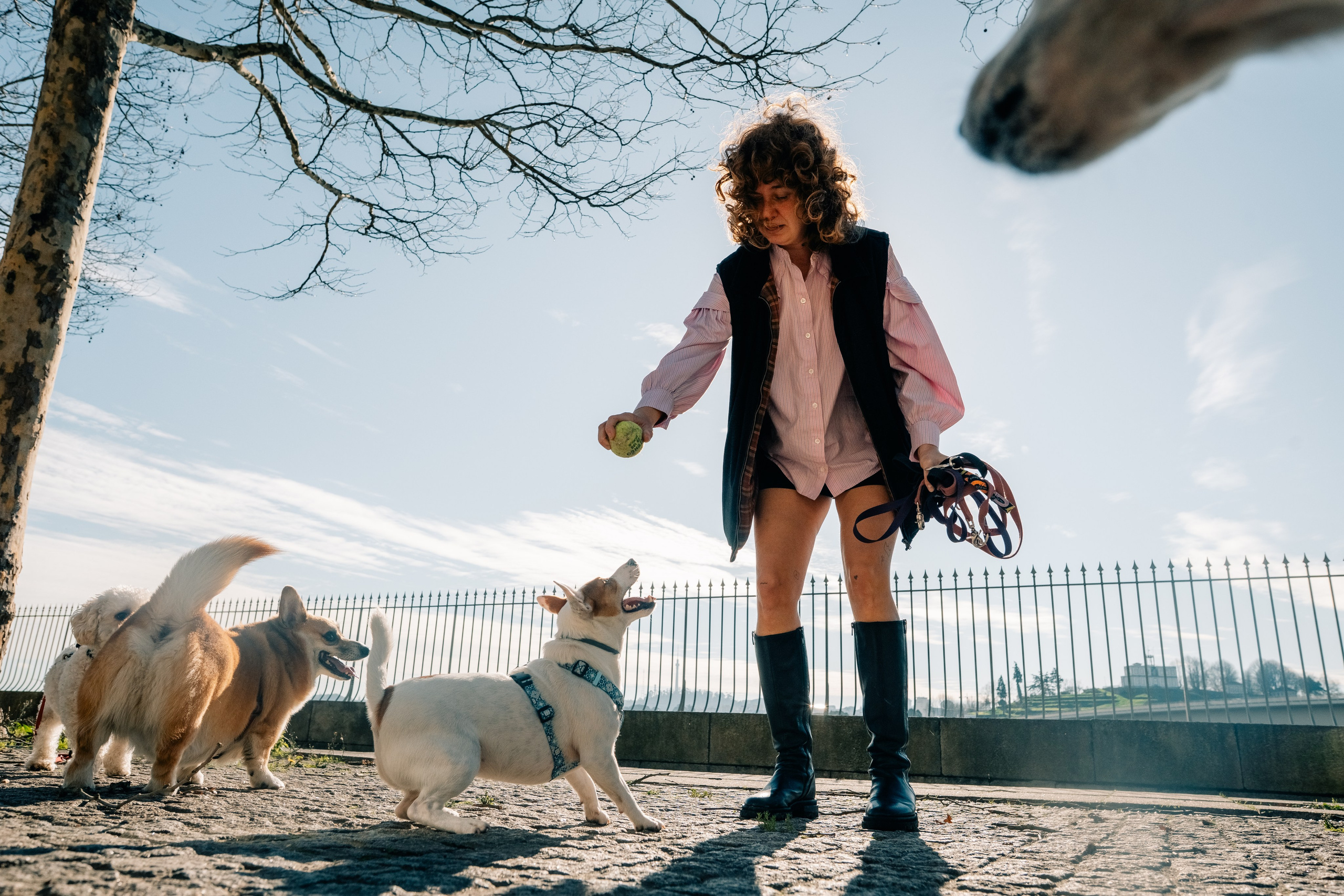 Yana & Doggos in Bonfim. Maria Sher. Professional photographer from Porto, Portugal