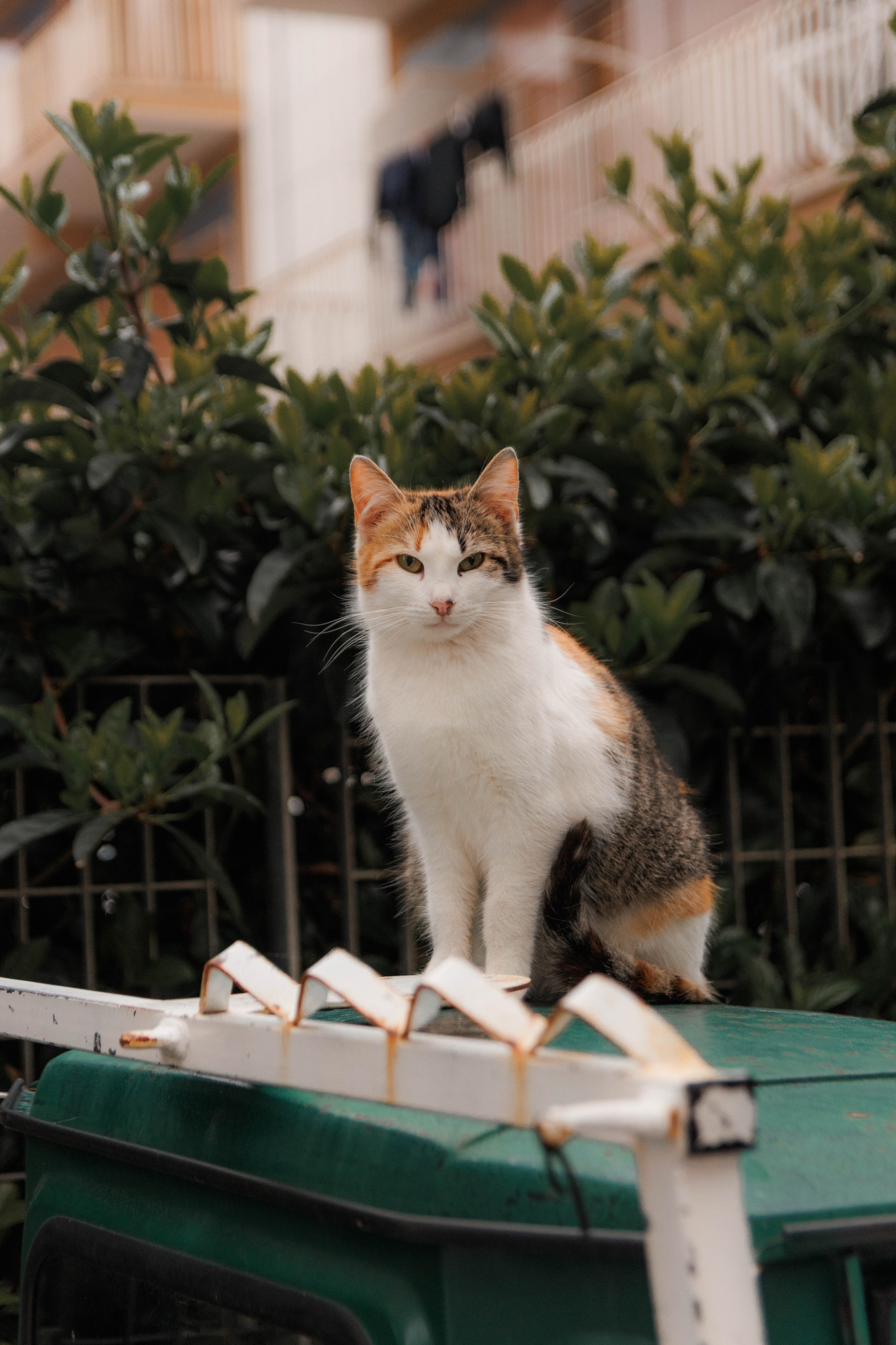 Animals. Portrait and Street photographer in Vilnius Edgar Shaipunas