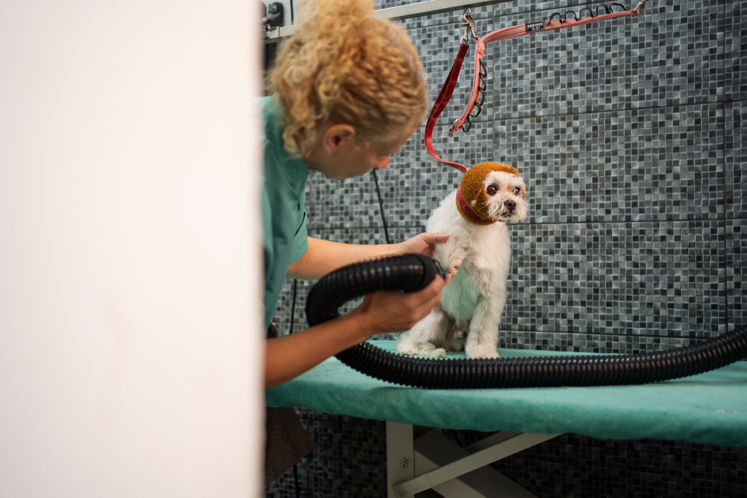 PetGroom Timisoara. Cozac Cristian Photographer