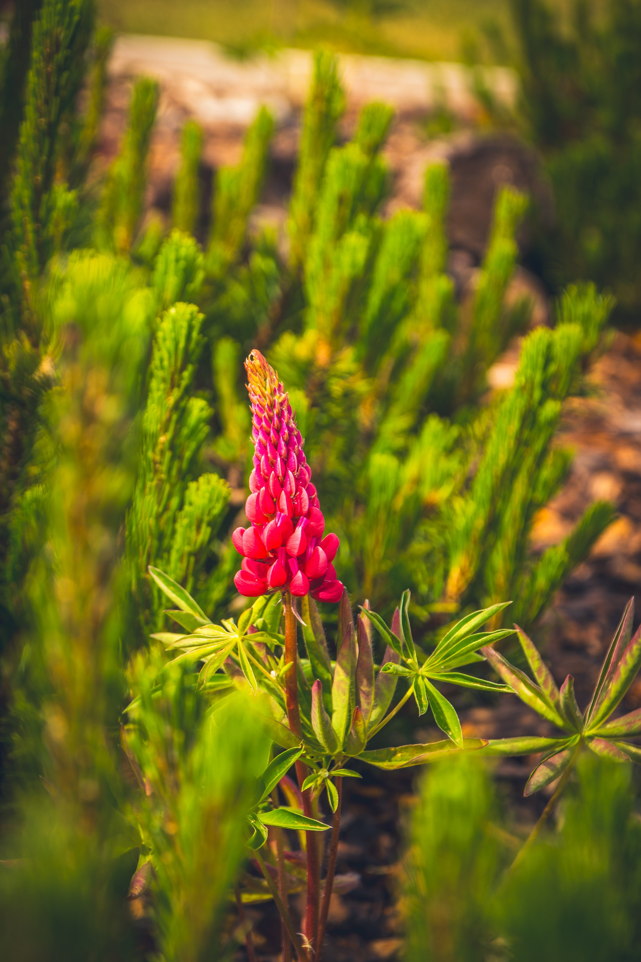 Saarema, reis. Nebula 25 — Fotod teie hingele