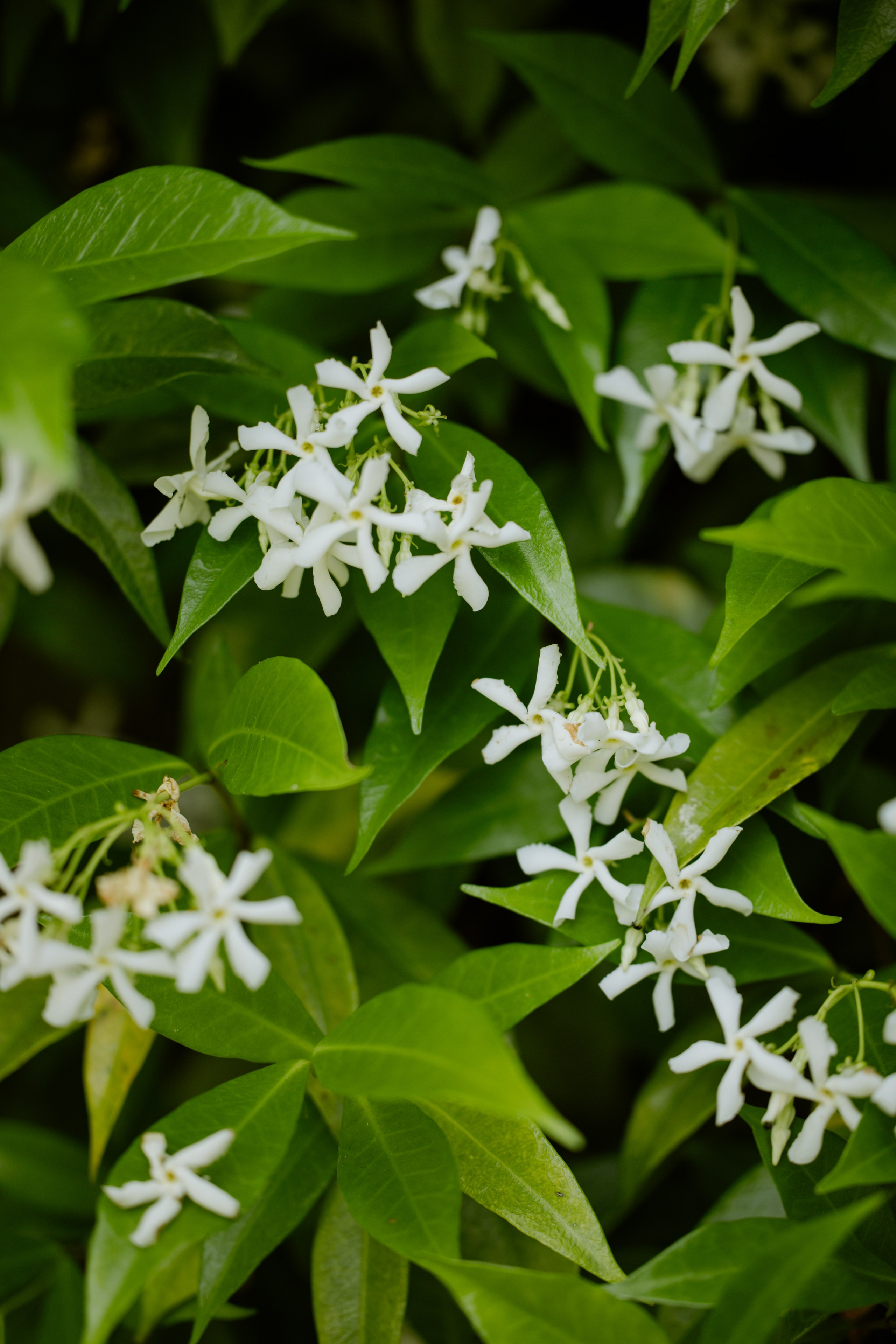 Anthony & Gabrielle. Photographer in Paris