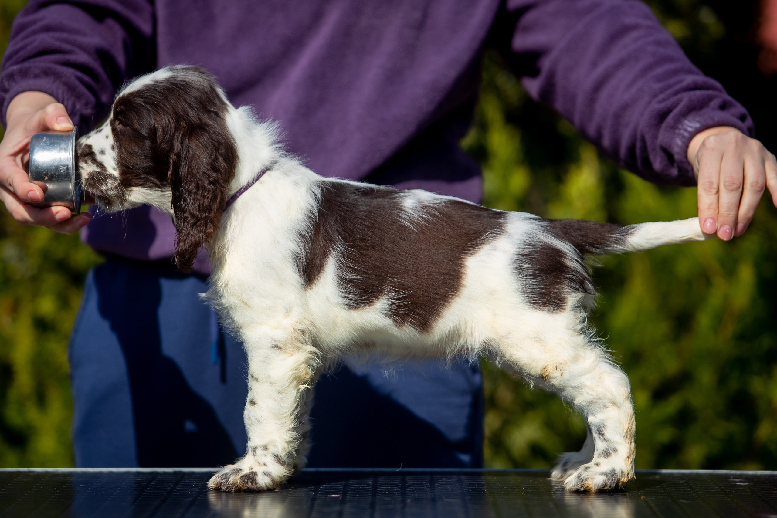 Female — Purple collar💜. Website of the titled stud dog of the Springer Spaniel breed