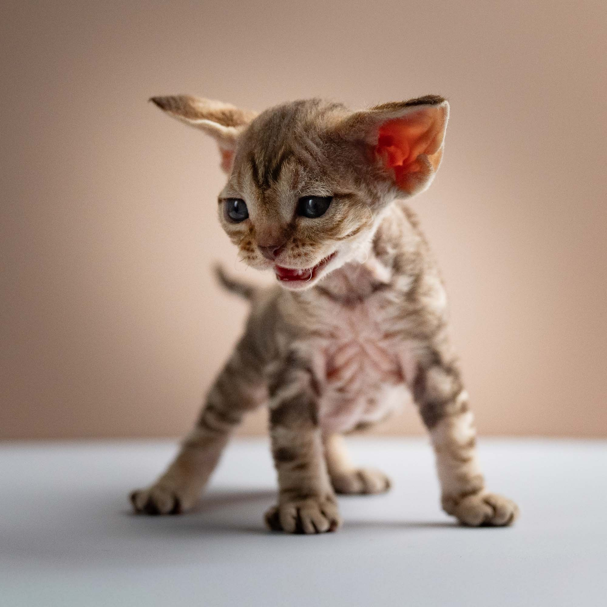 Sirius, boy, born 05.15.26. Devon Rex Pixie Cattery