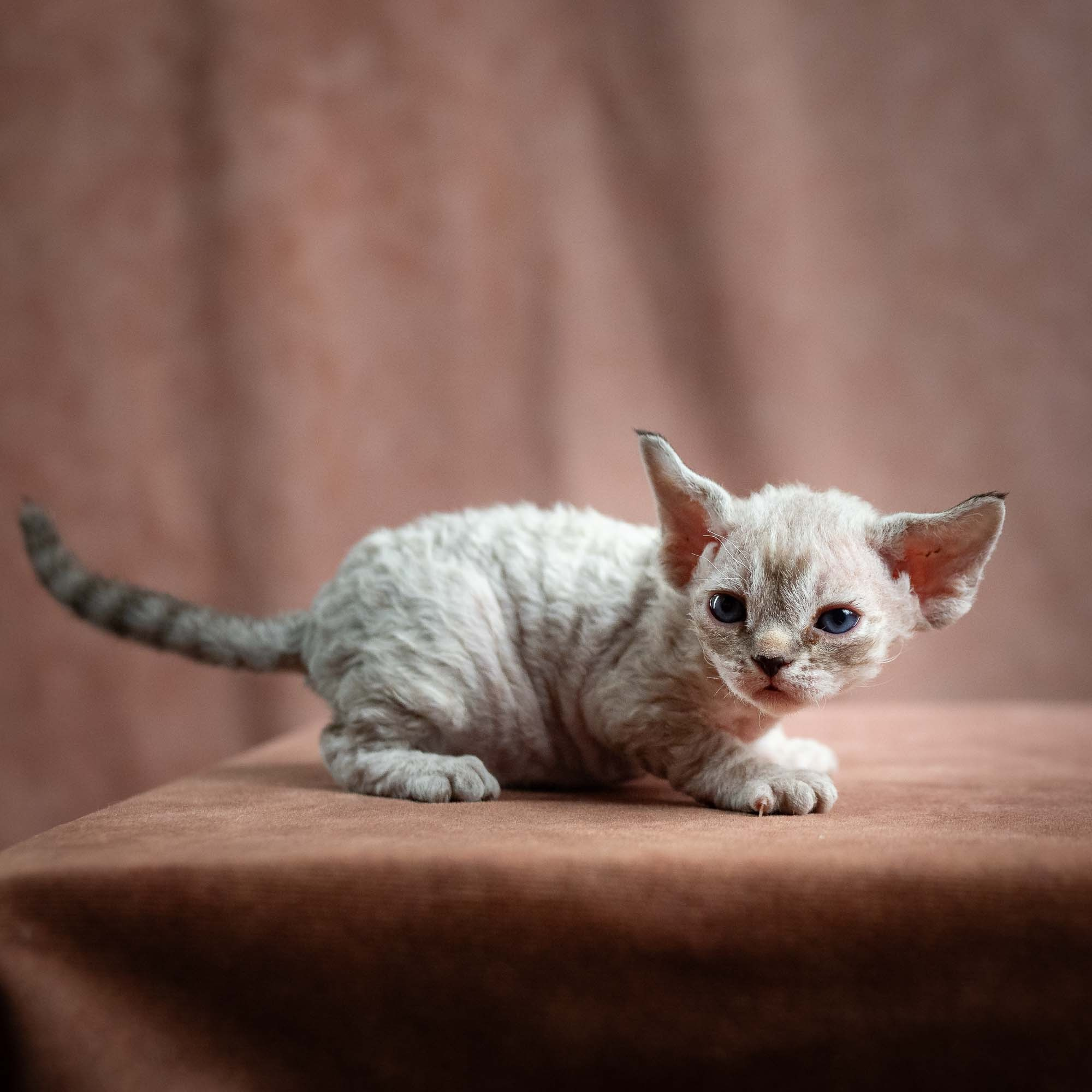 Nellie, girl, born 01.17.26. Devon Rex Pixie Cattery