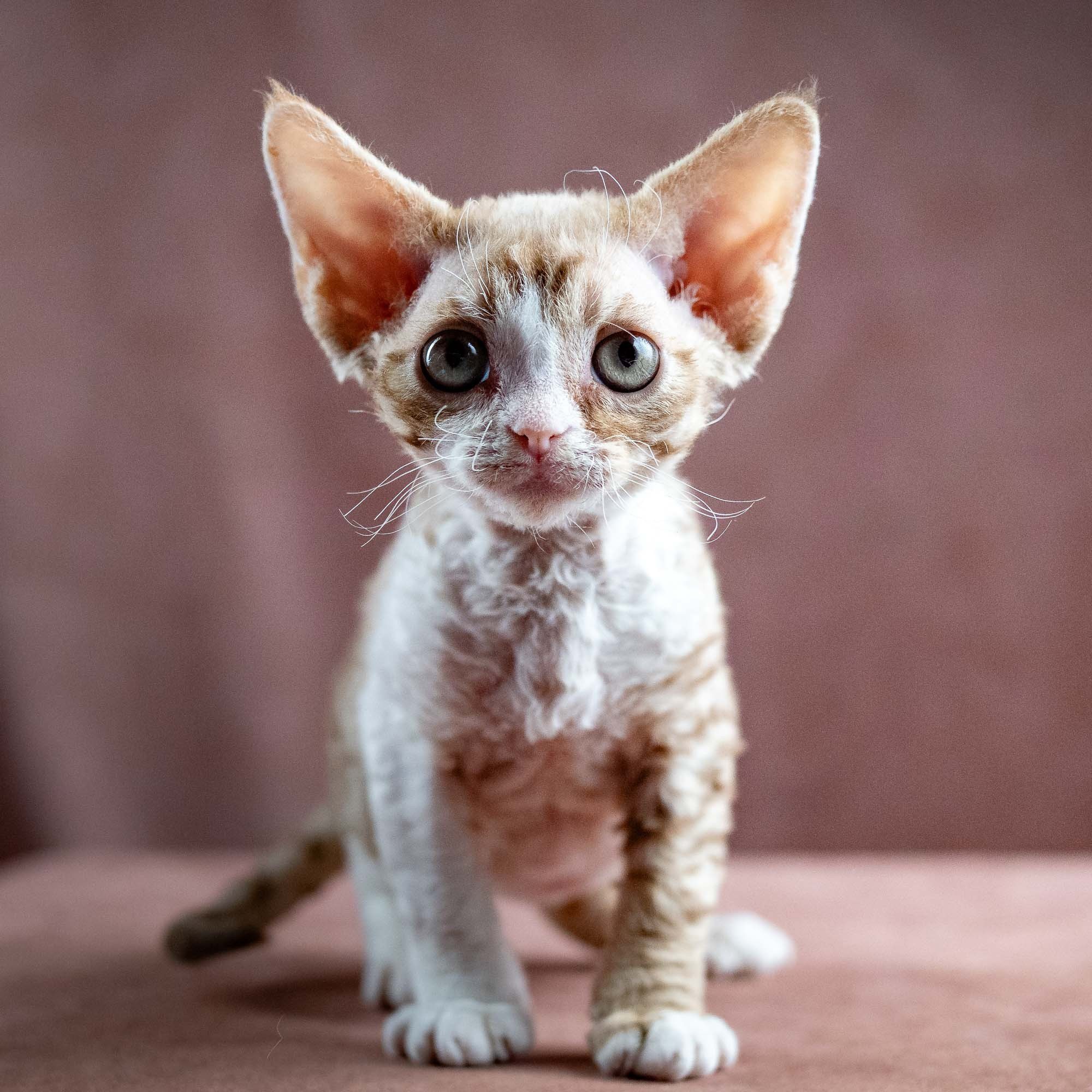 Houston, girl, born 04.20.25. Devon Rex Pixie Cattery