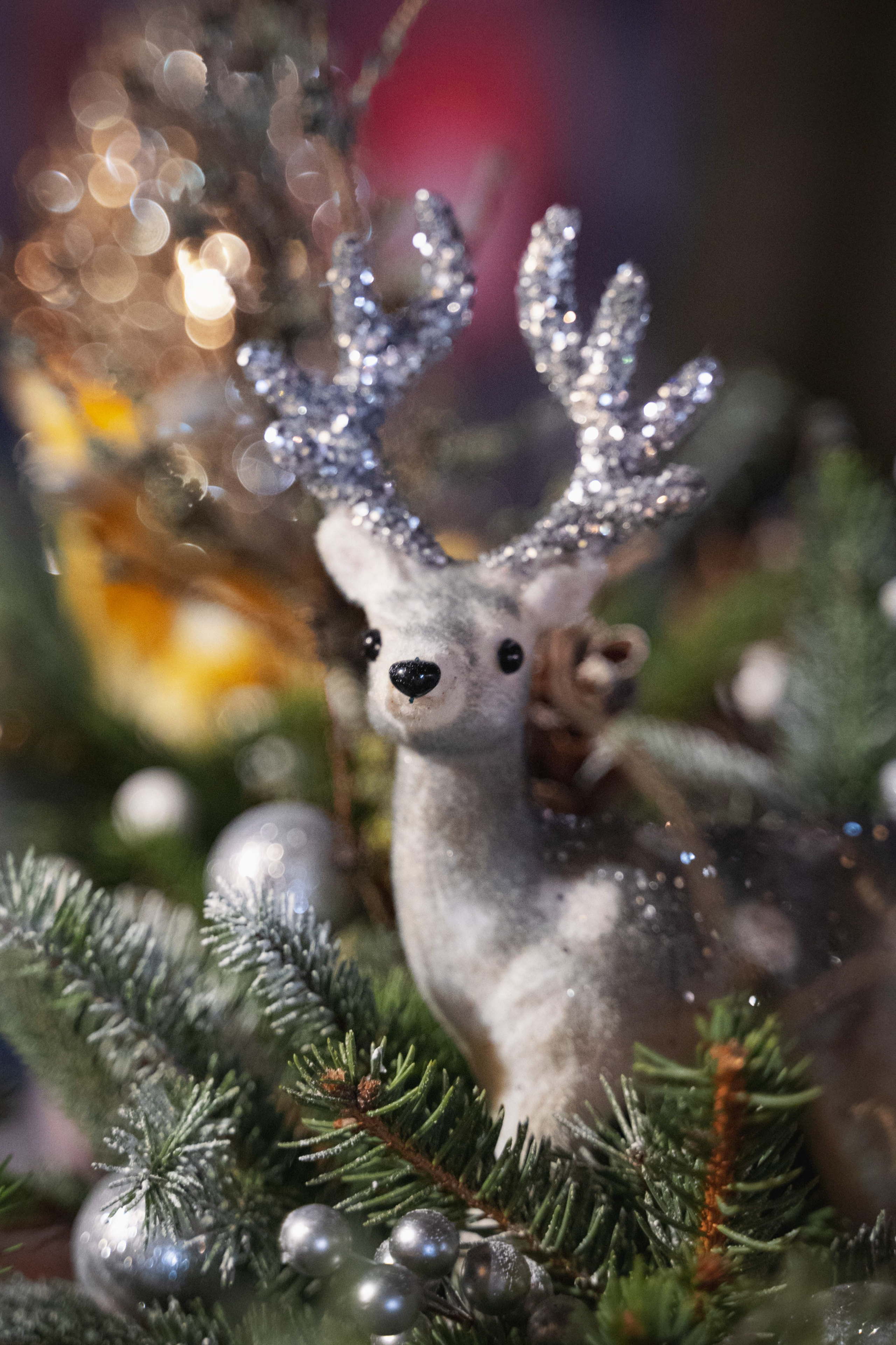 Novosadski Zimzolend. Жуков Студио