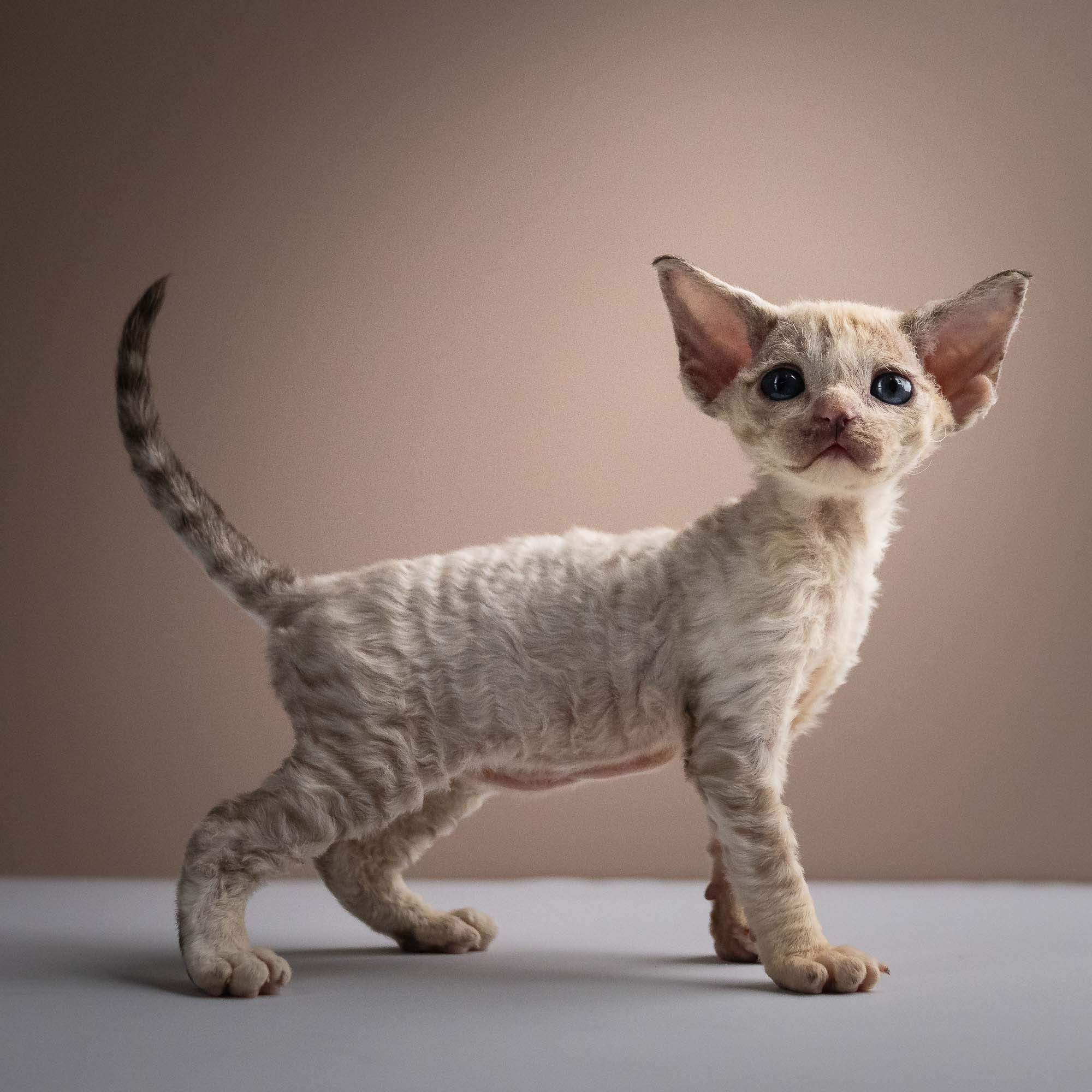 Roxie,  girl, born 05.08.26. Devon Rex Pixie Cattery