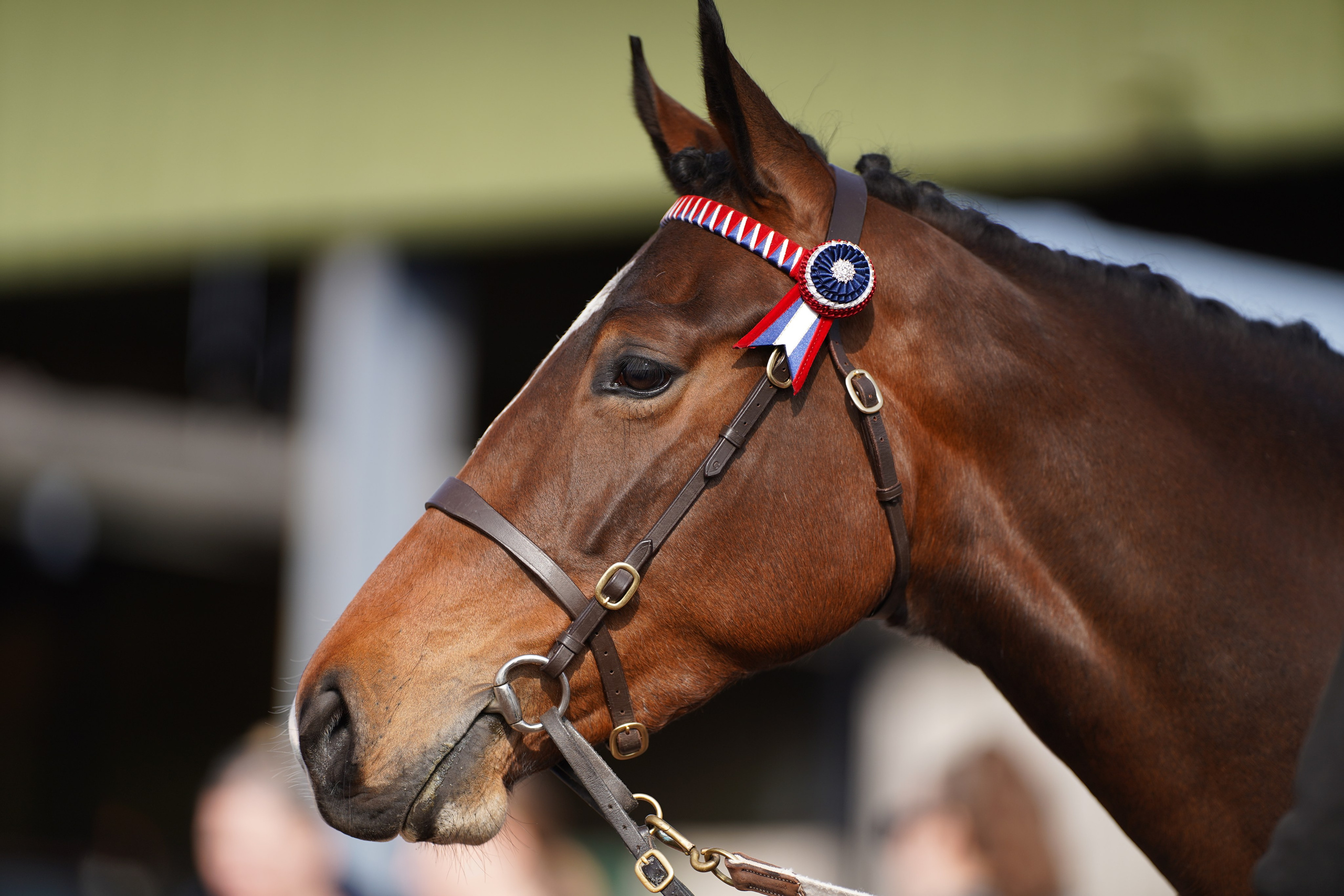 Headshots. Leicestershire Equine Photography by El | Authentic Equine Portraits & Events