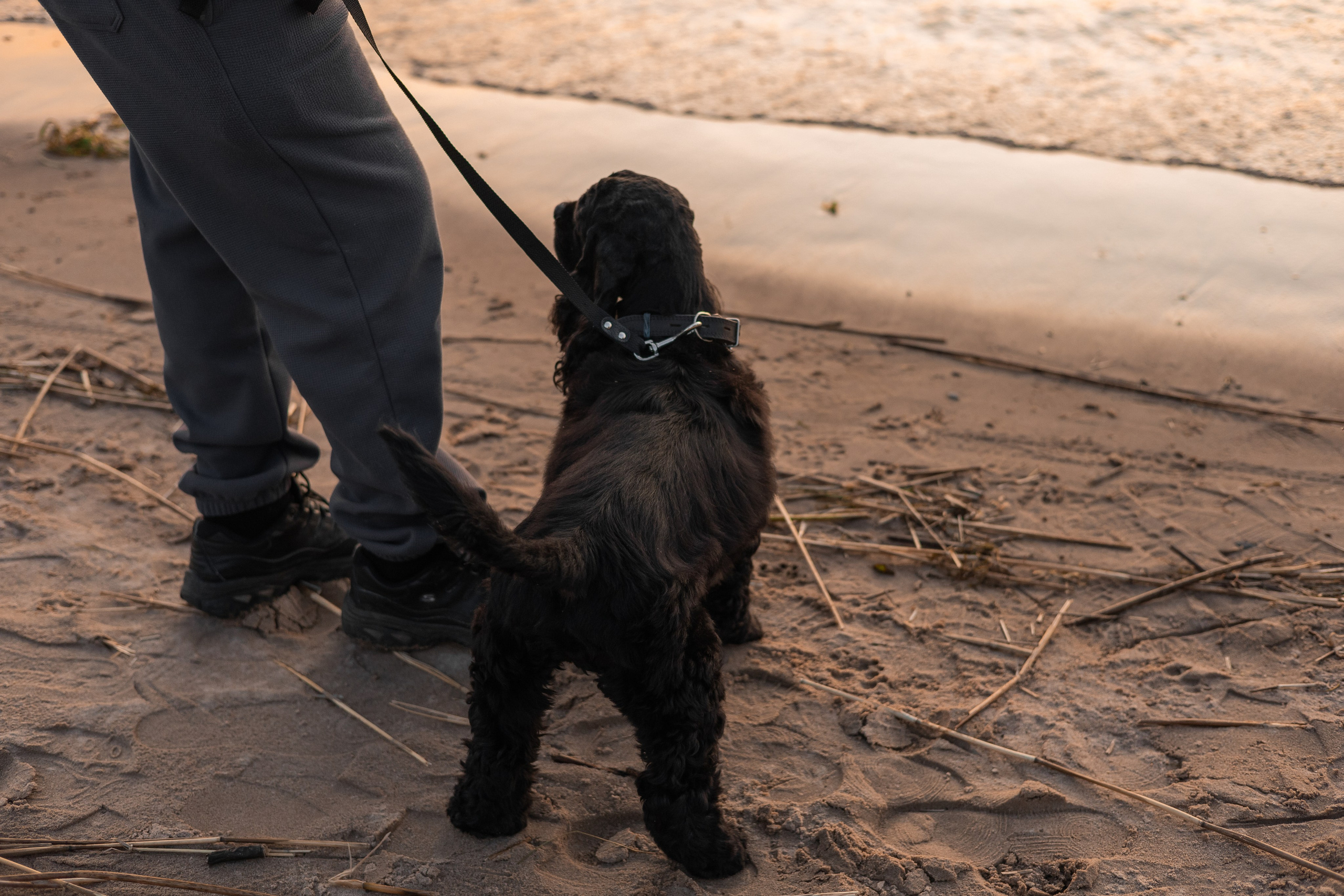Александр, Катюша и Ендейк. Фотограф-анималист | Белград