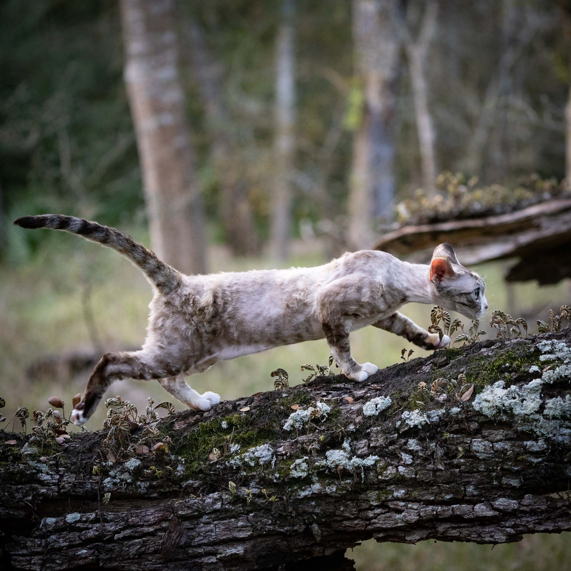 Kasia,  girl, born 07.02.2025. Devon Rex Pixie Cattery