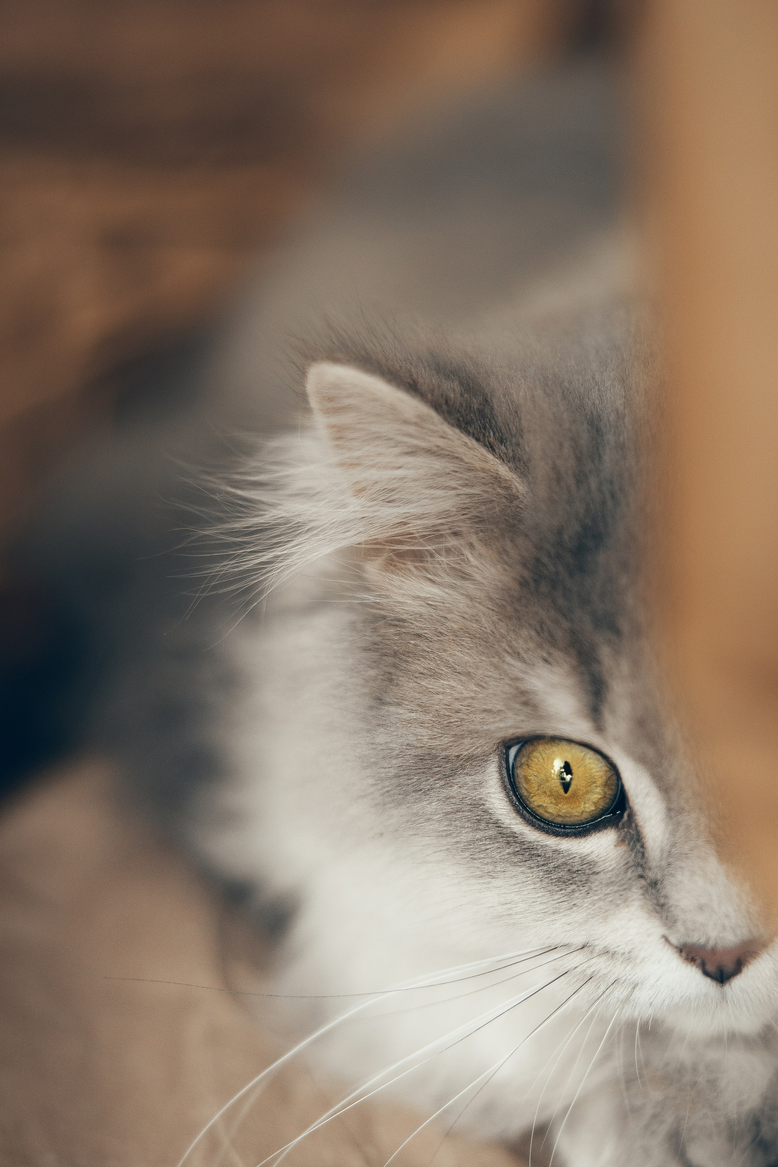 Cat Mars. Family and children’s photographer and videographer in Chicago