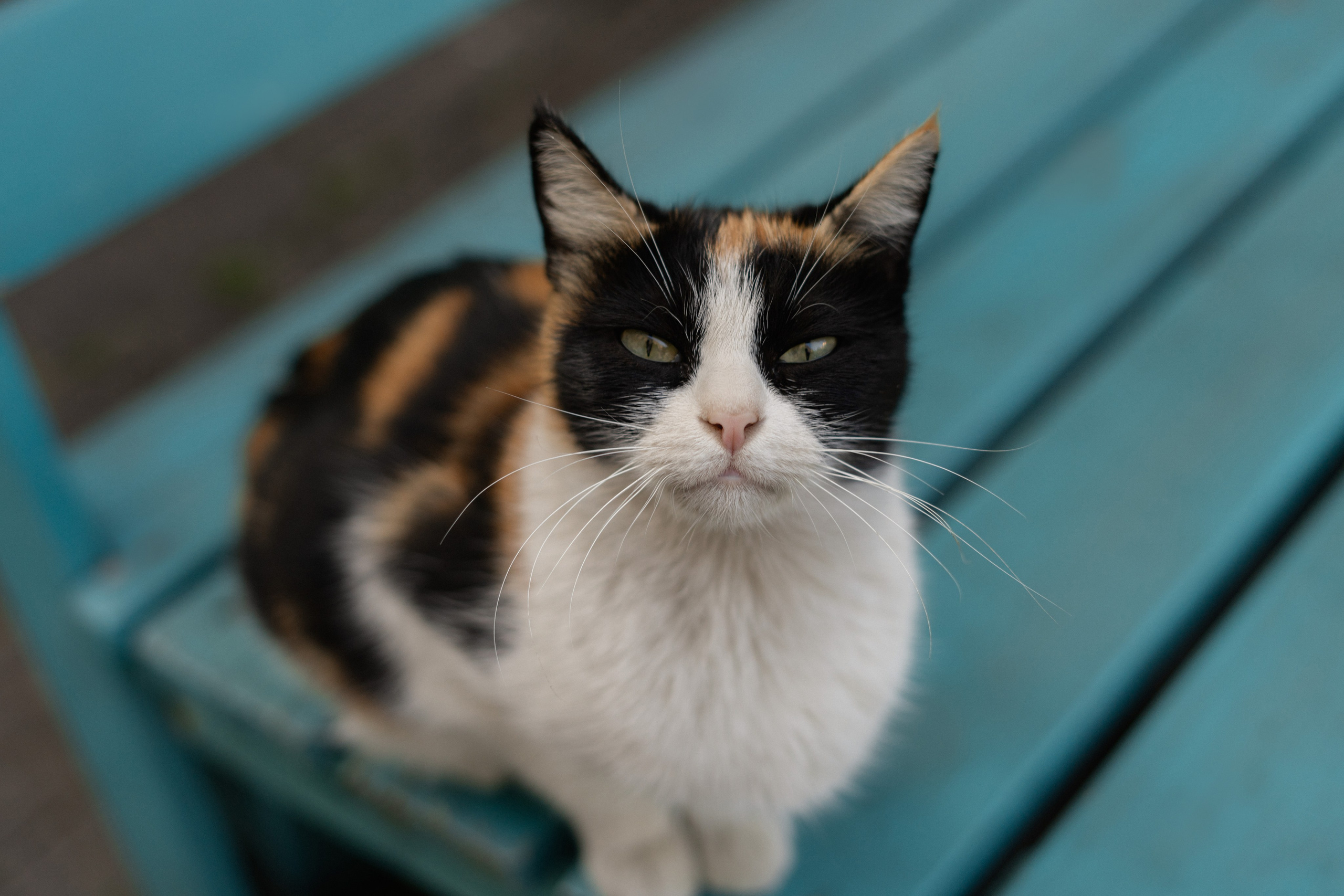 Tbilisi, November. Lukas & Albina. Дарья Филькова — фотограф и видеограф в Тбилиси, Грузия