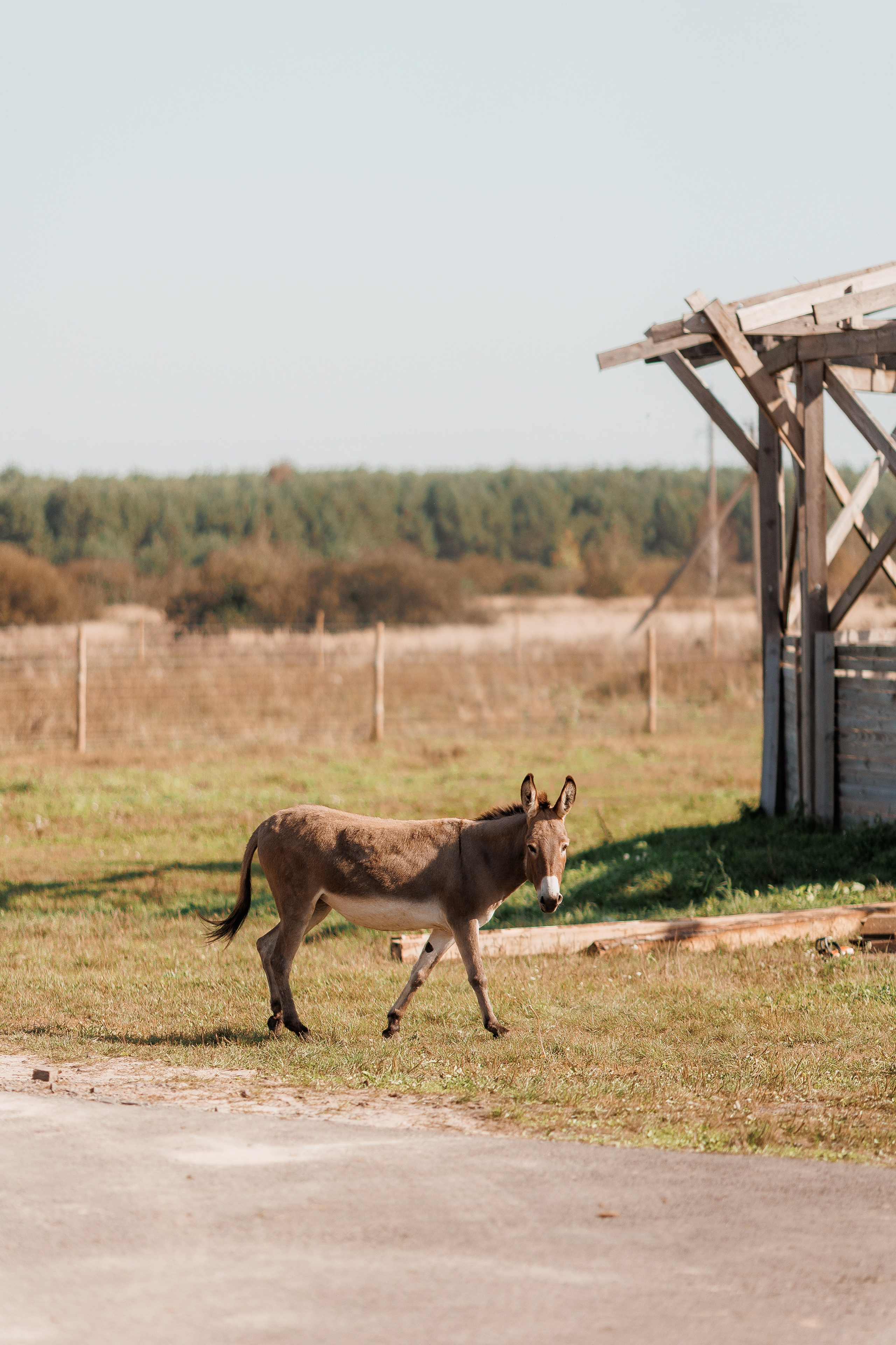 Екопарк Аміла. Ірина Терещук