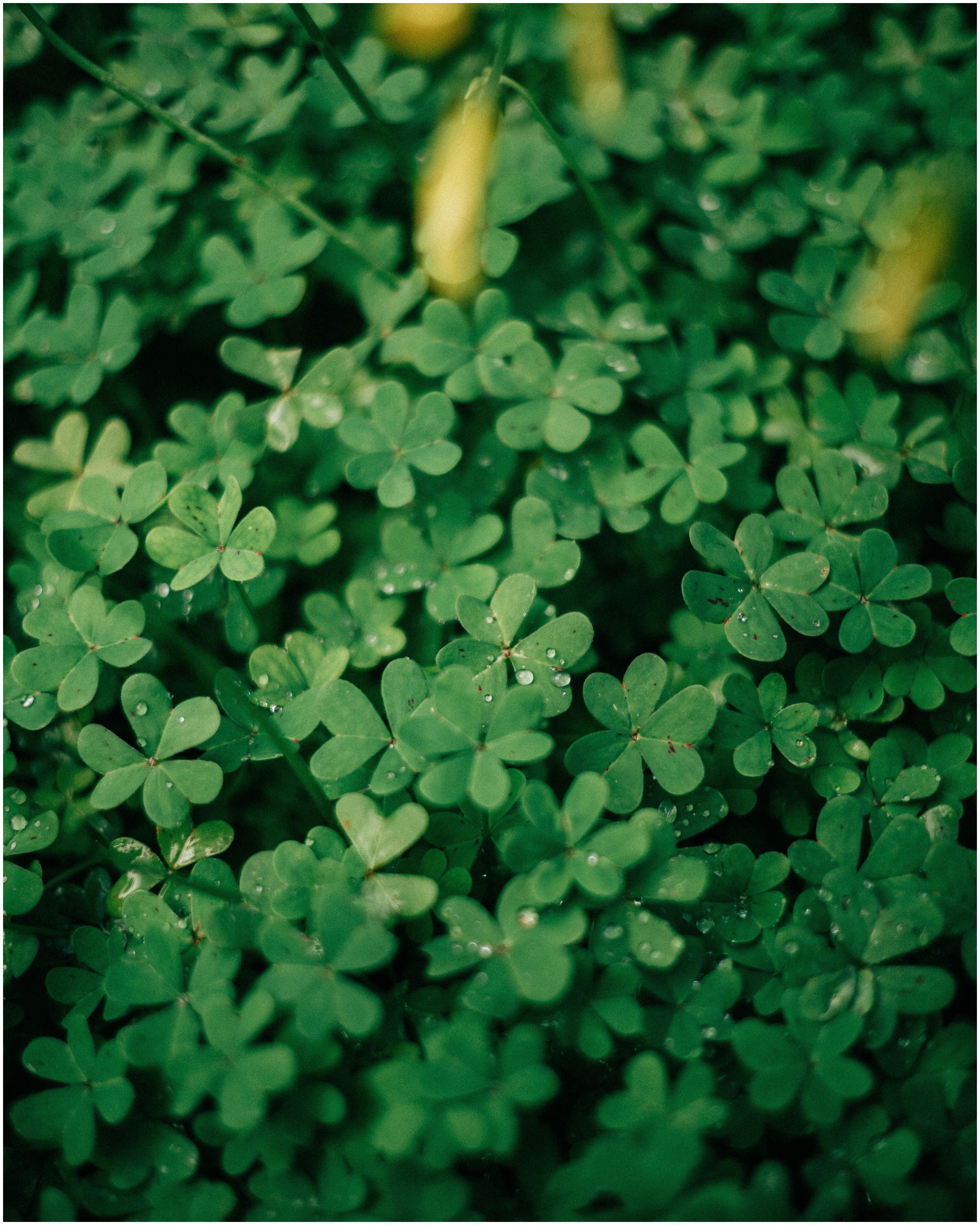 PALERMO. Photographer Inna Mendelson