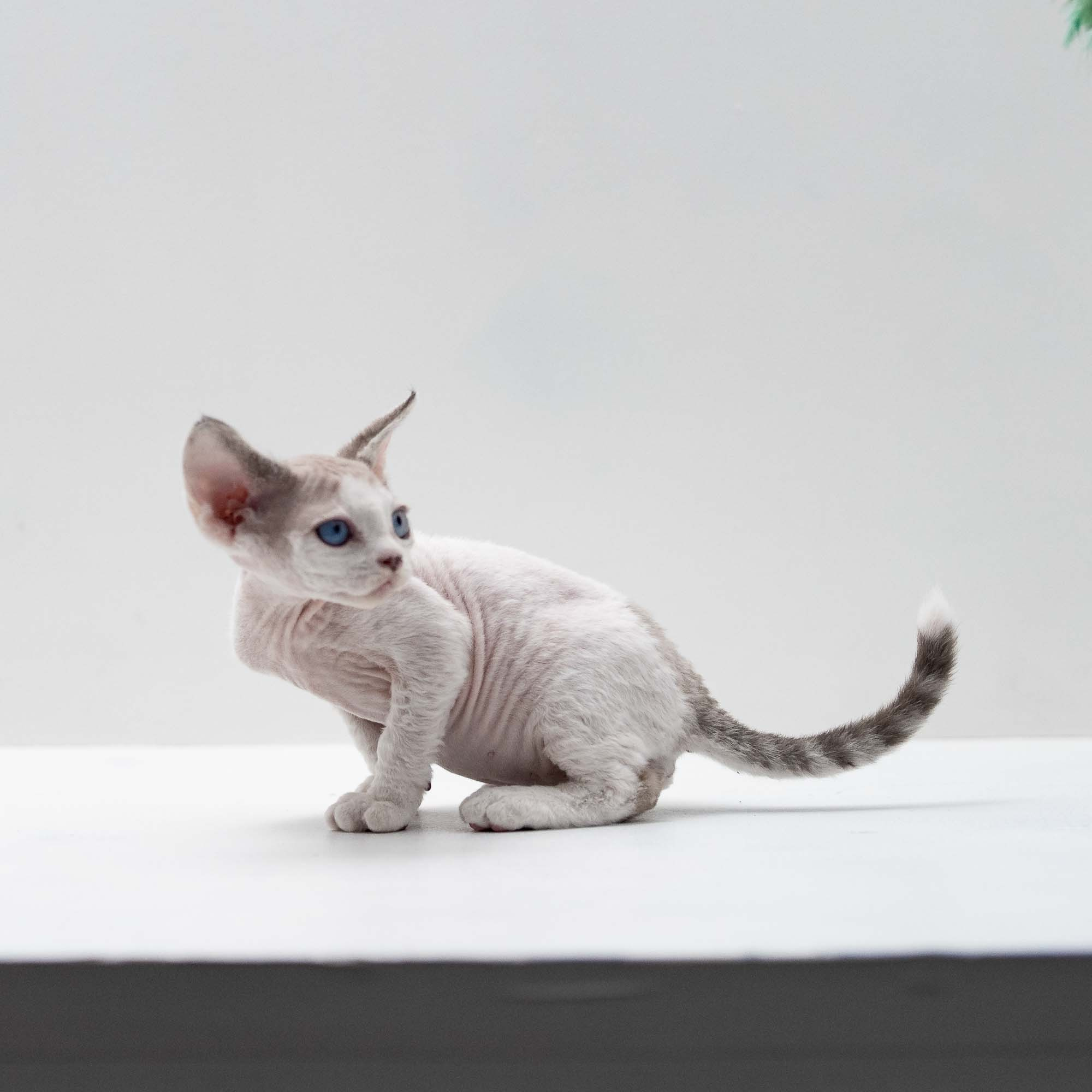 Frosttip, boy, born on 01.01.25. Devon Rex Pixie Cattery
