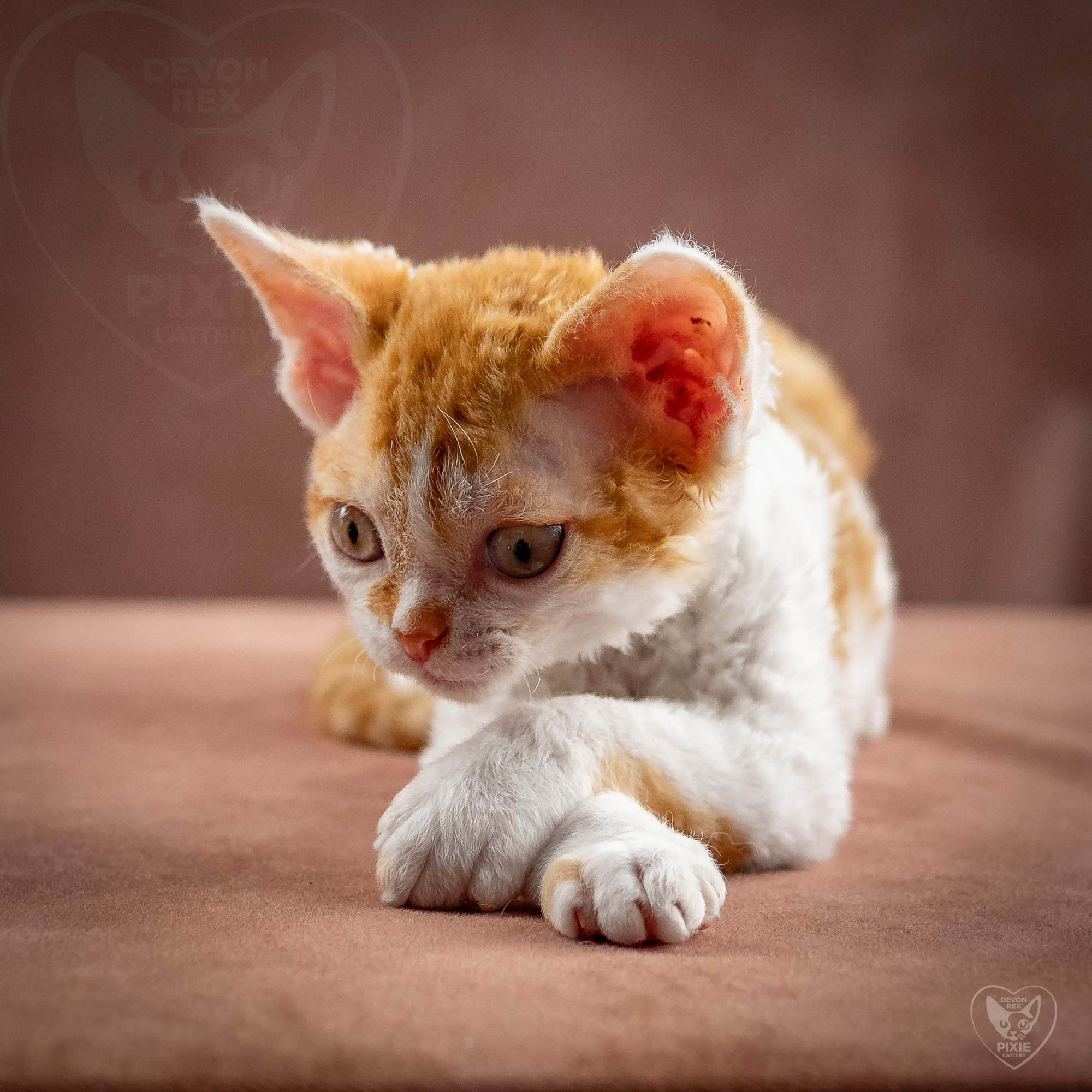 Gary,  boy, born on 01.18.25. Devon Rex Pixie Cattery