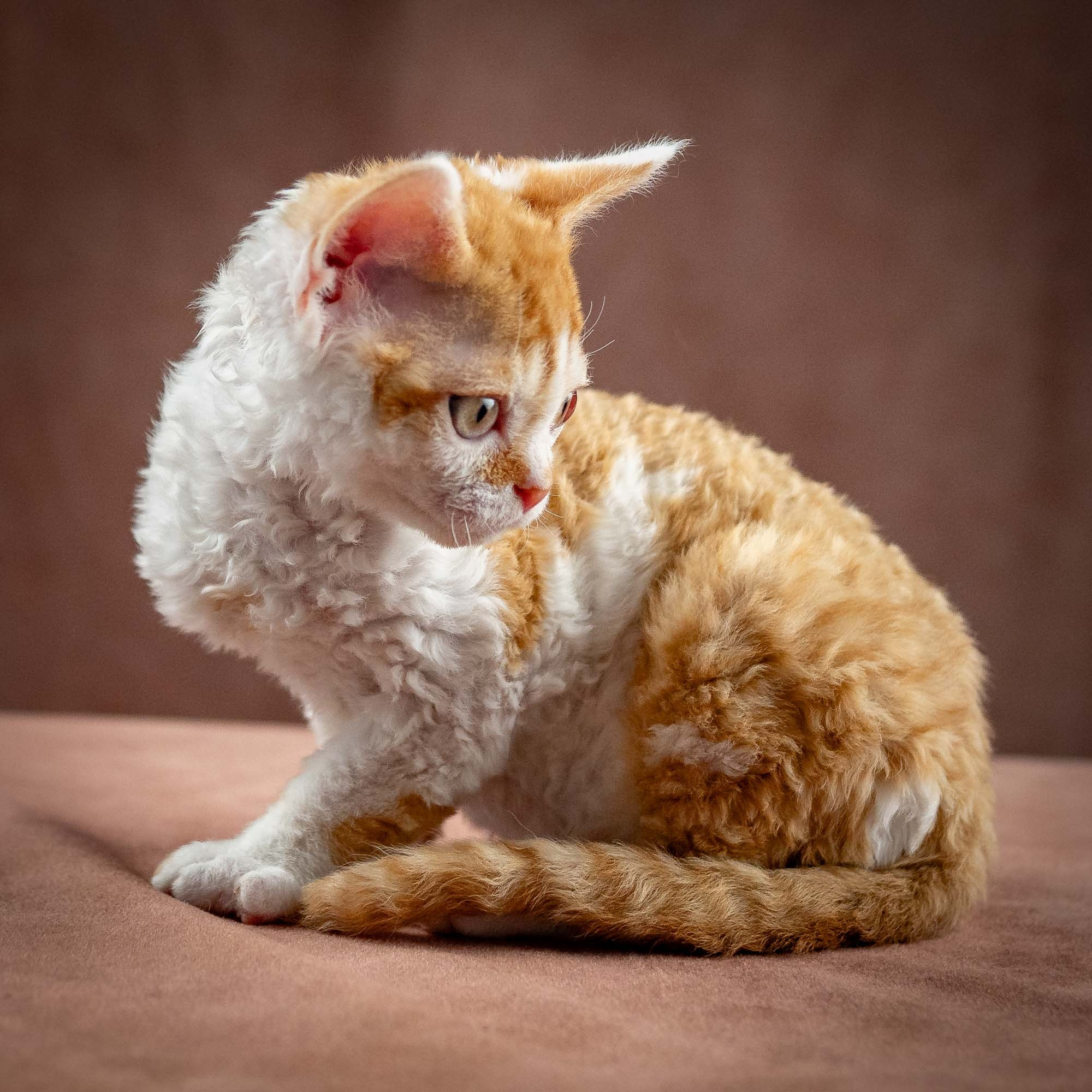 Gary,  boy, born on 01.18.25. Devon Rex Pixie Cattery