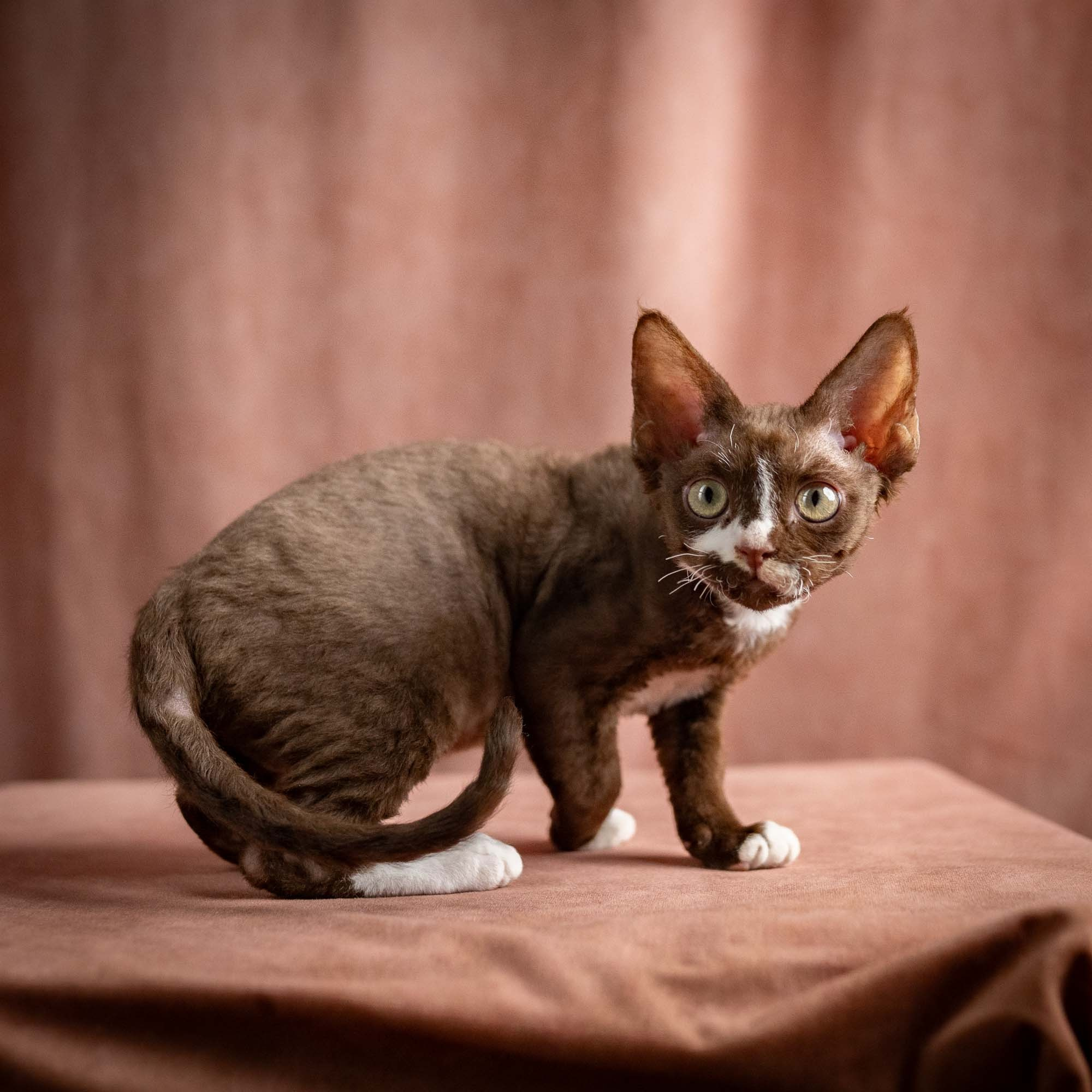Preston, boy, born 02.11.26. Devon Rex Pixie Cattery
