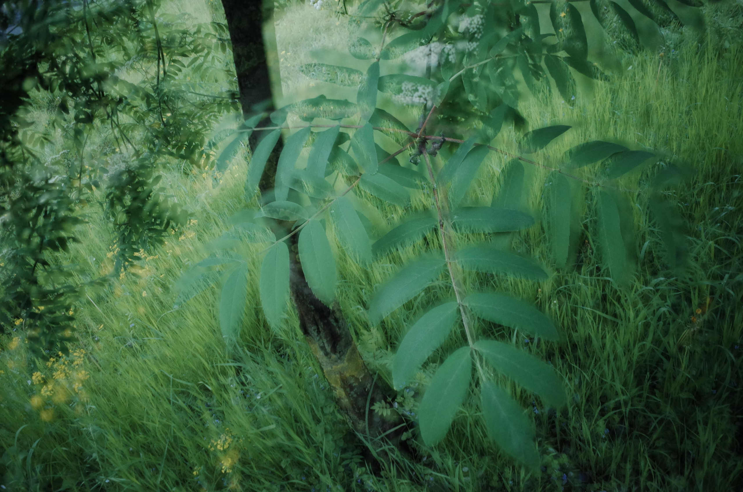 Demeter Dreams. Victoria Dini. Art photography in London / Folkestone, UK