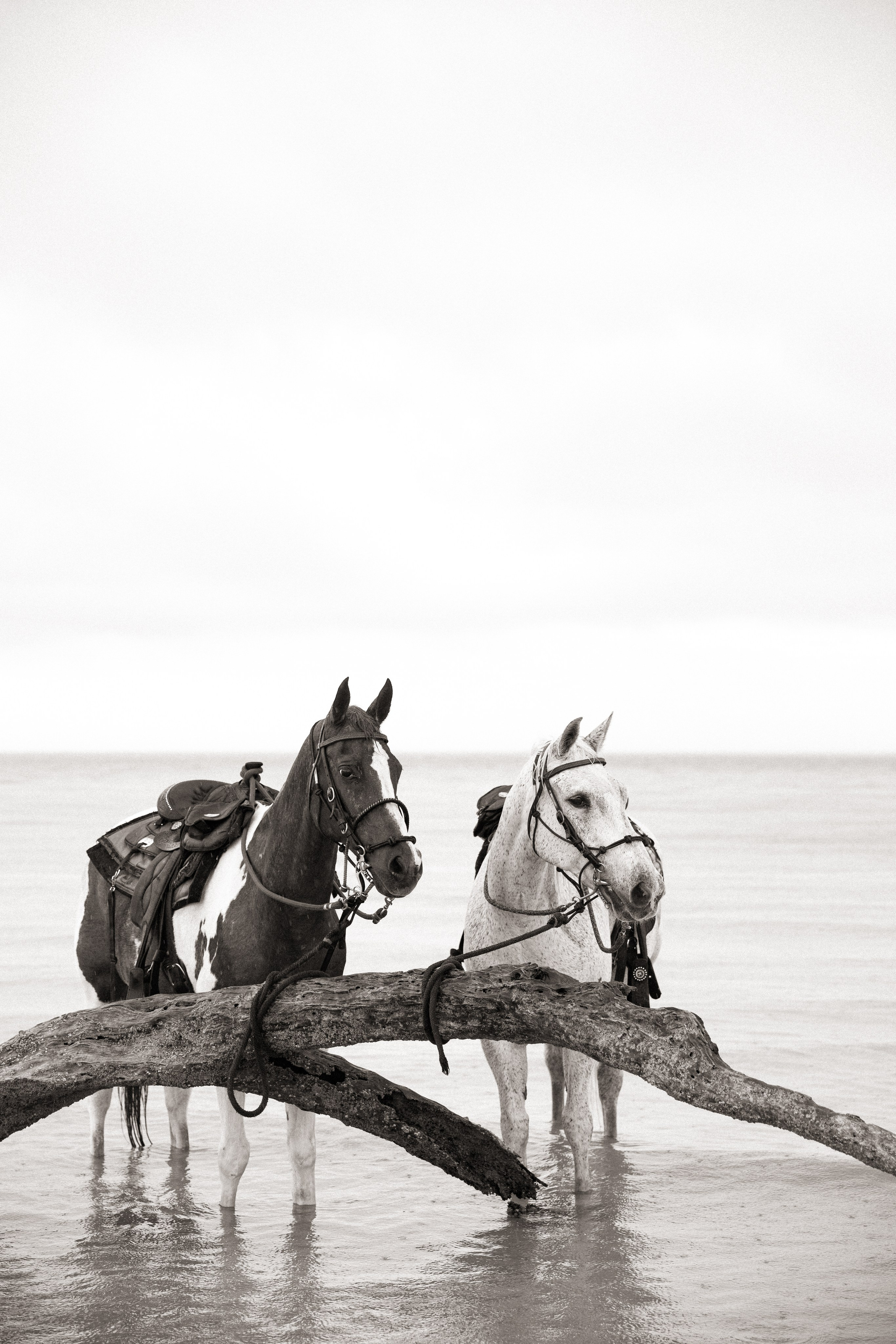 Horse & Rider Photoshoots in Boston & New England