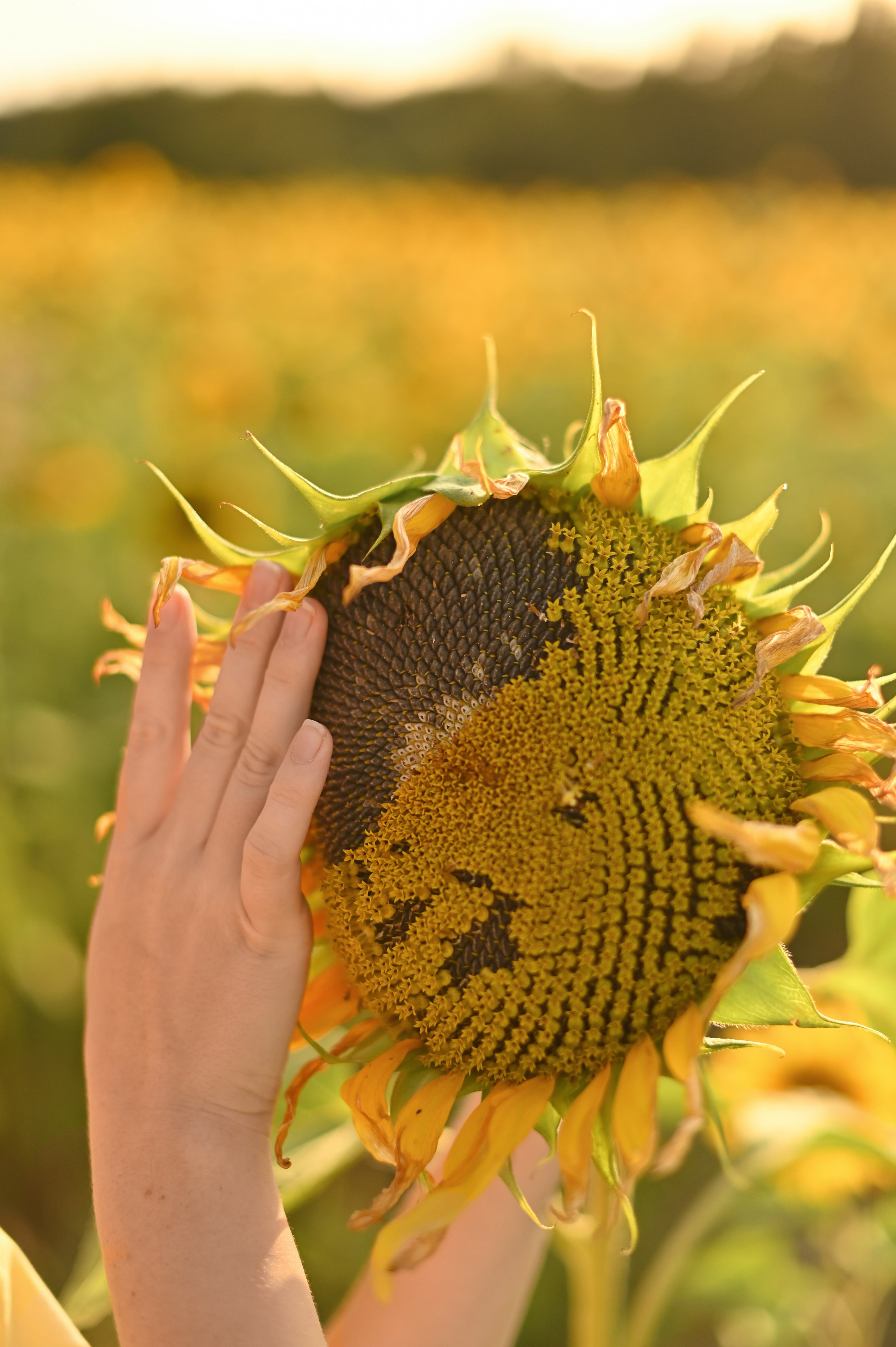 Подсолнухи. Детский и семейный фотограф в финляндии дина пулкка. контент фотограф