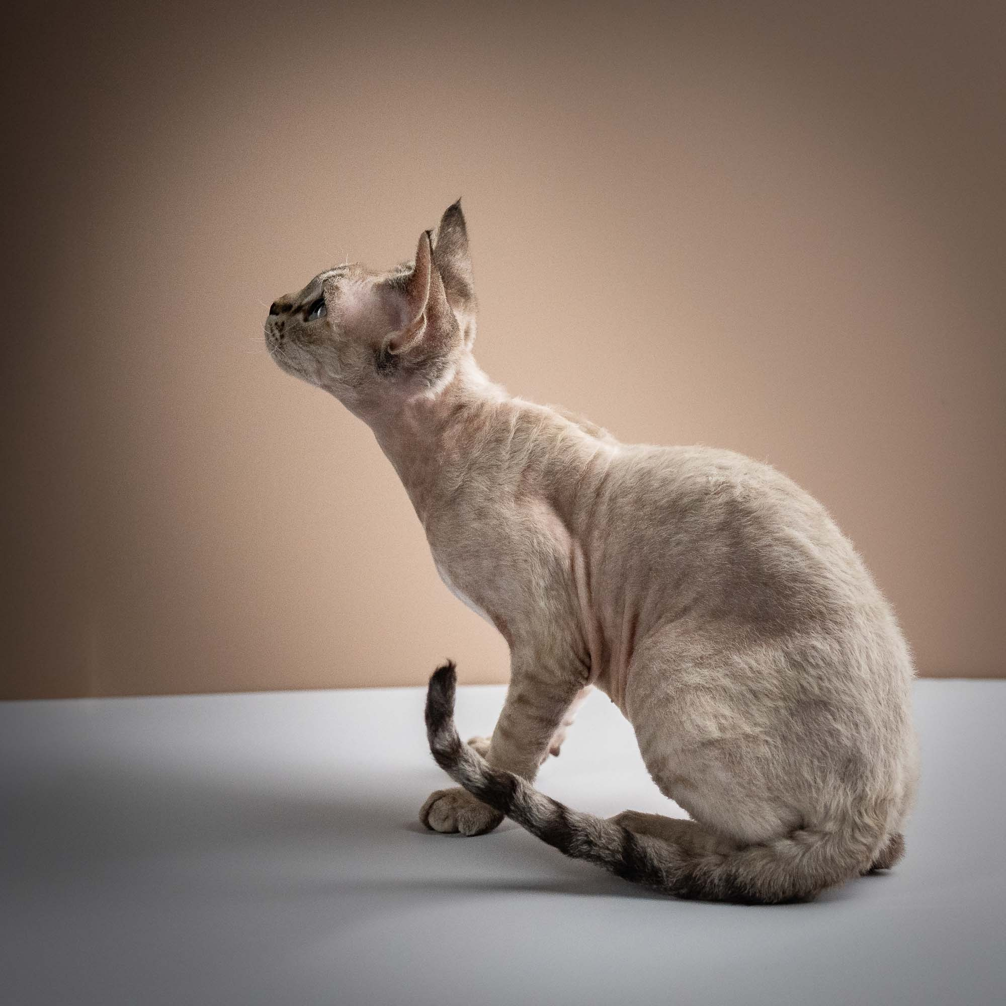 Nellie, girl, born 01.17.26. Devon Rex Pixie Cattery