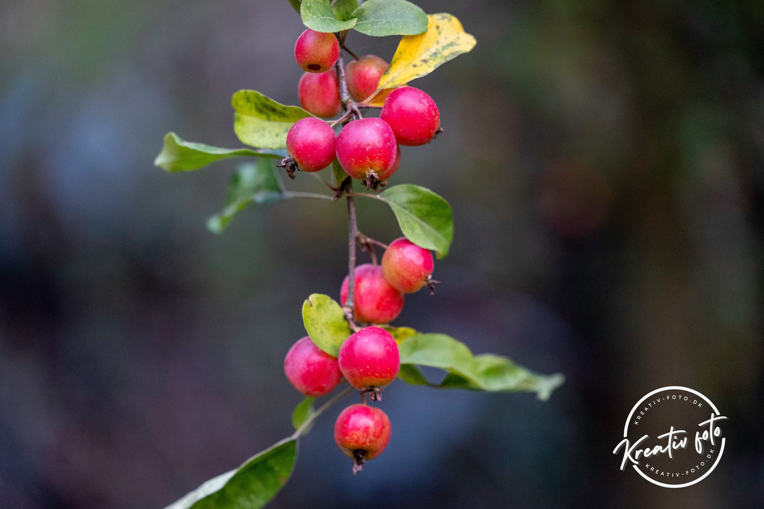 Efterår. Fotograf Aarhus | Portrætfoto Århus | Flotte billeder