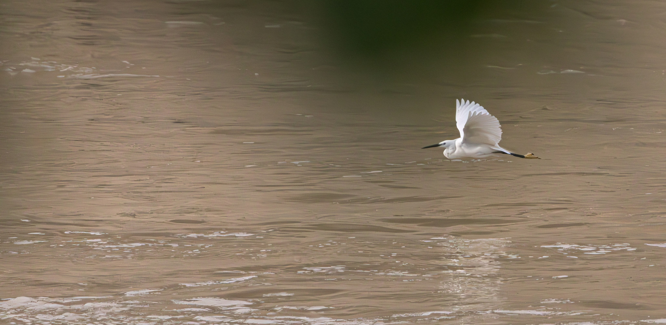 მტკვრის ხეობის ყველაზე ლამაზი სტუმარი. FramefreeMan