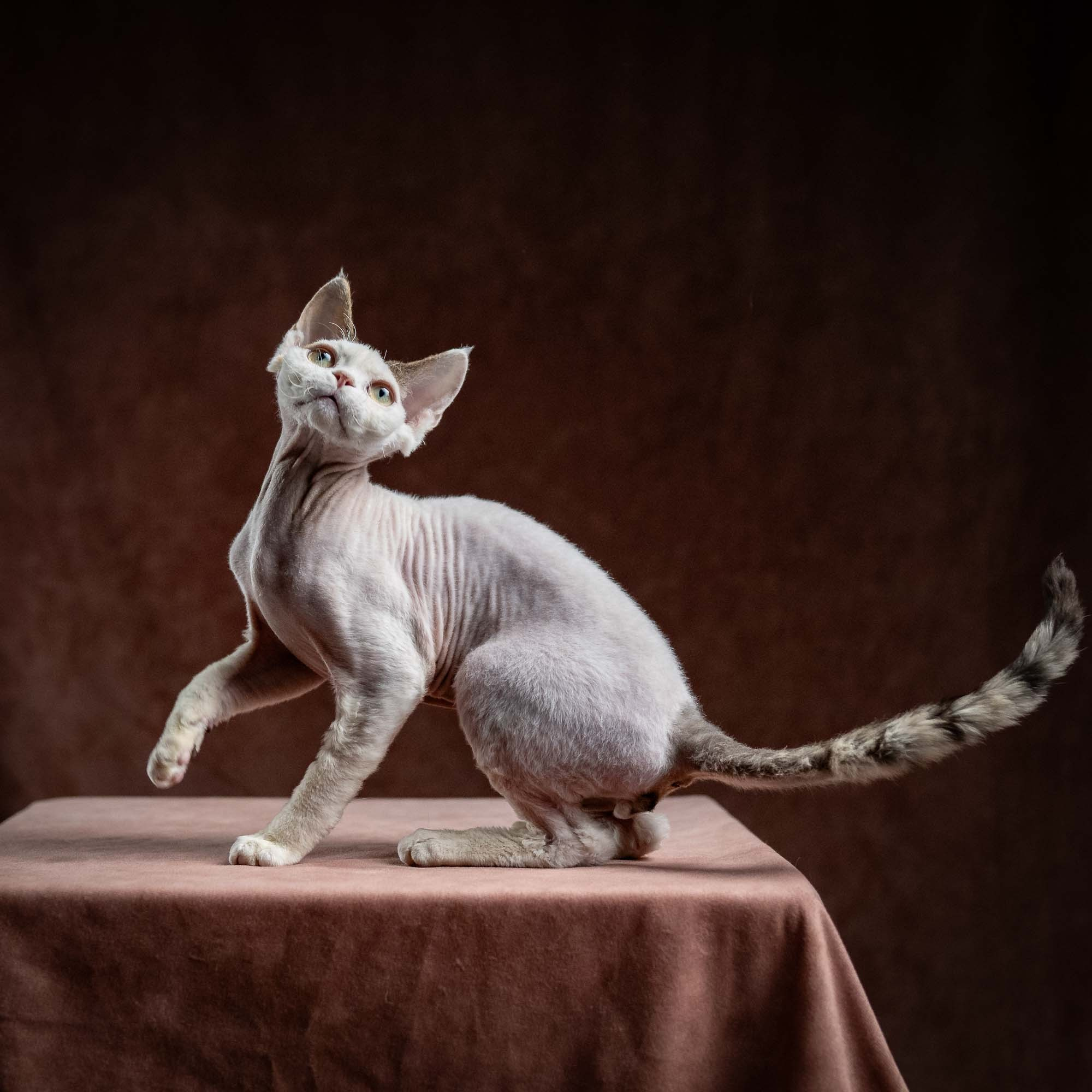 Oscar, boy, born 04.15.2025. Devon Rex Pixie Cattery