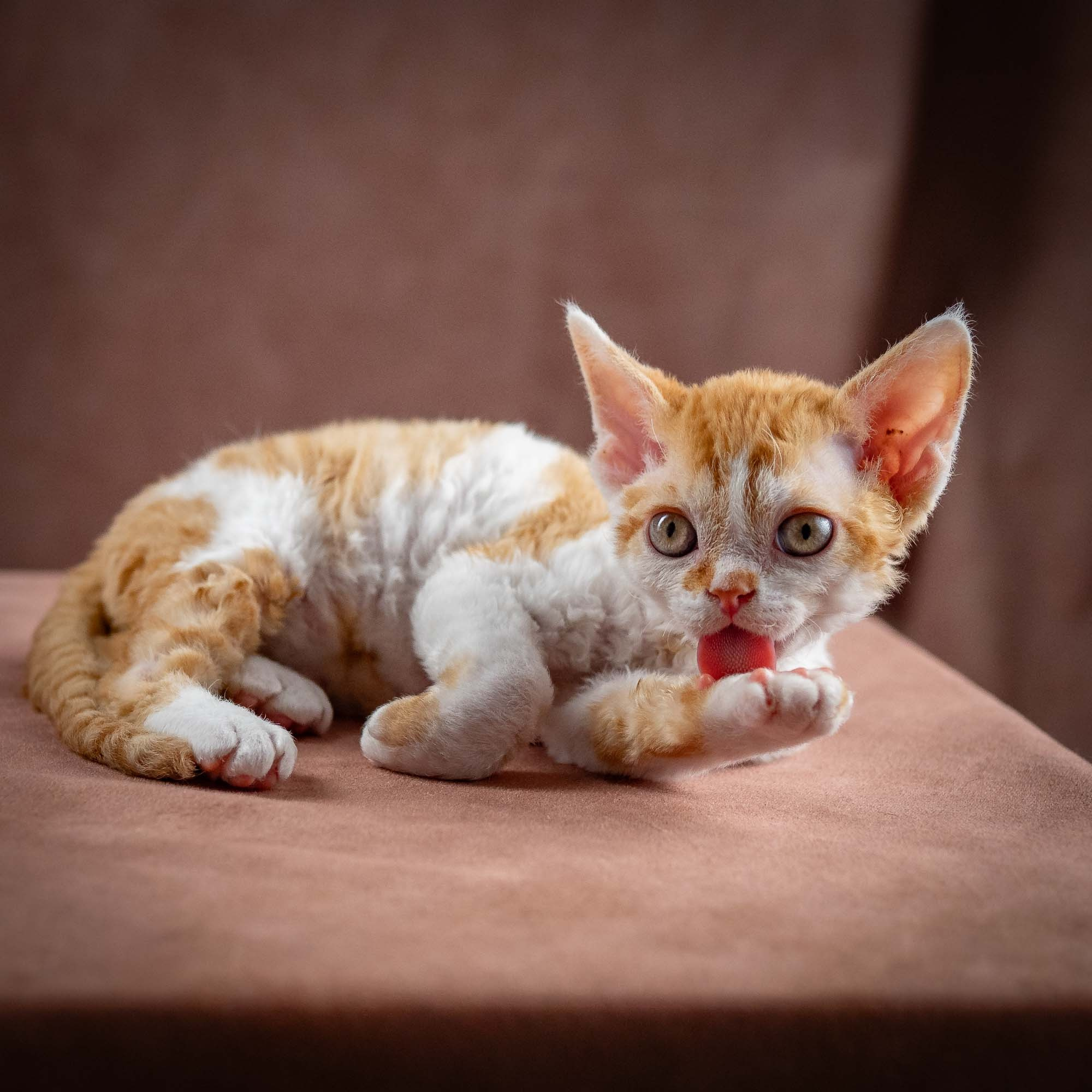 Gary,  boy, born on 01.18.25. Devon Rex Pixie Cattery