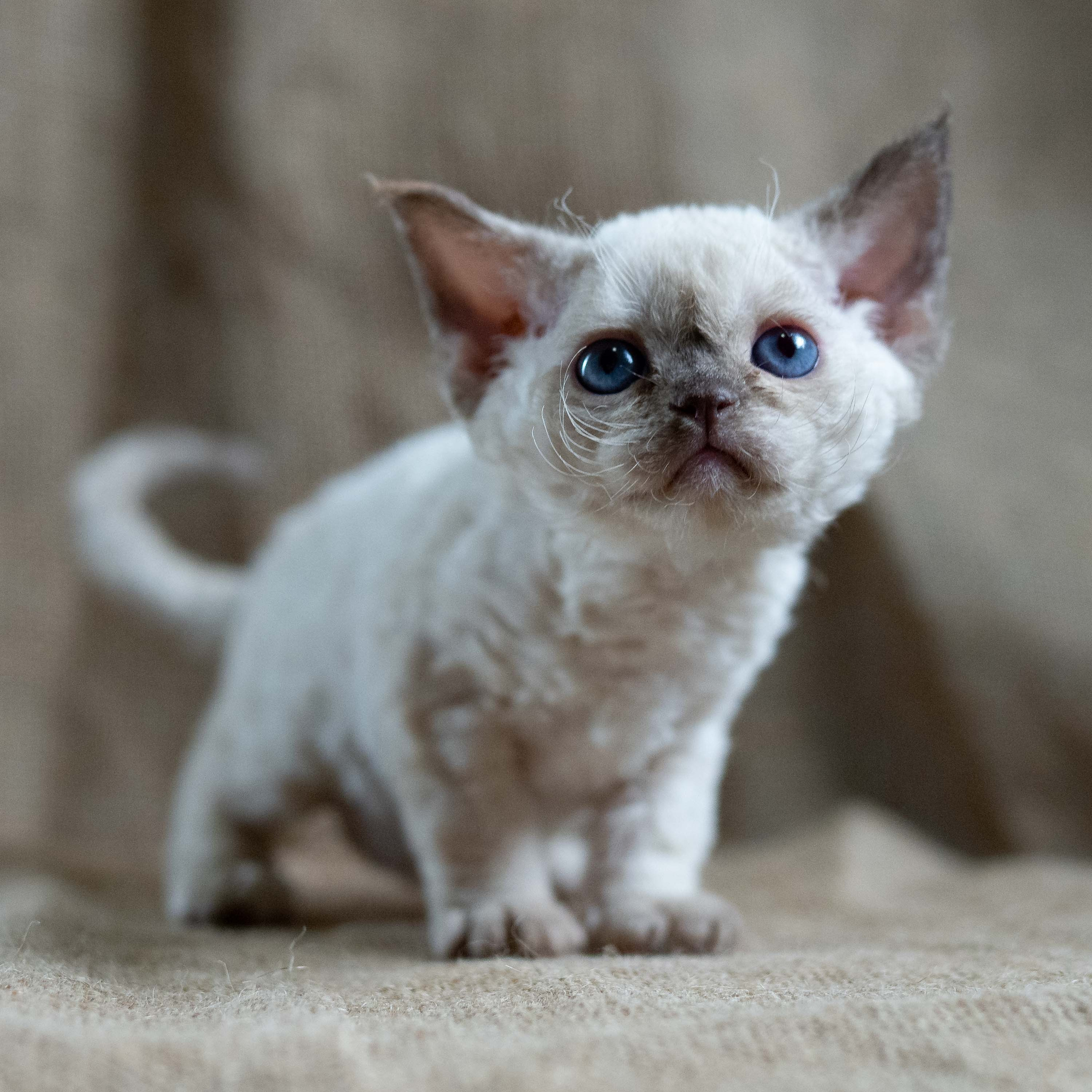 Luna, girl, born 12.20.2025. Devon Rex Pixie Cattery