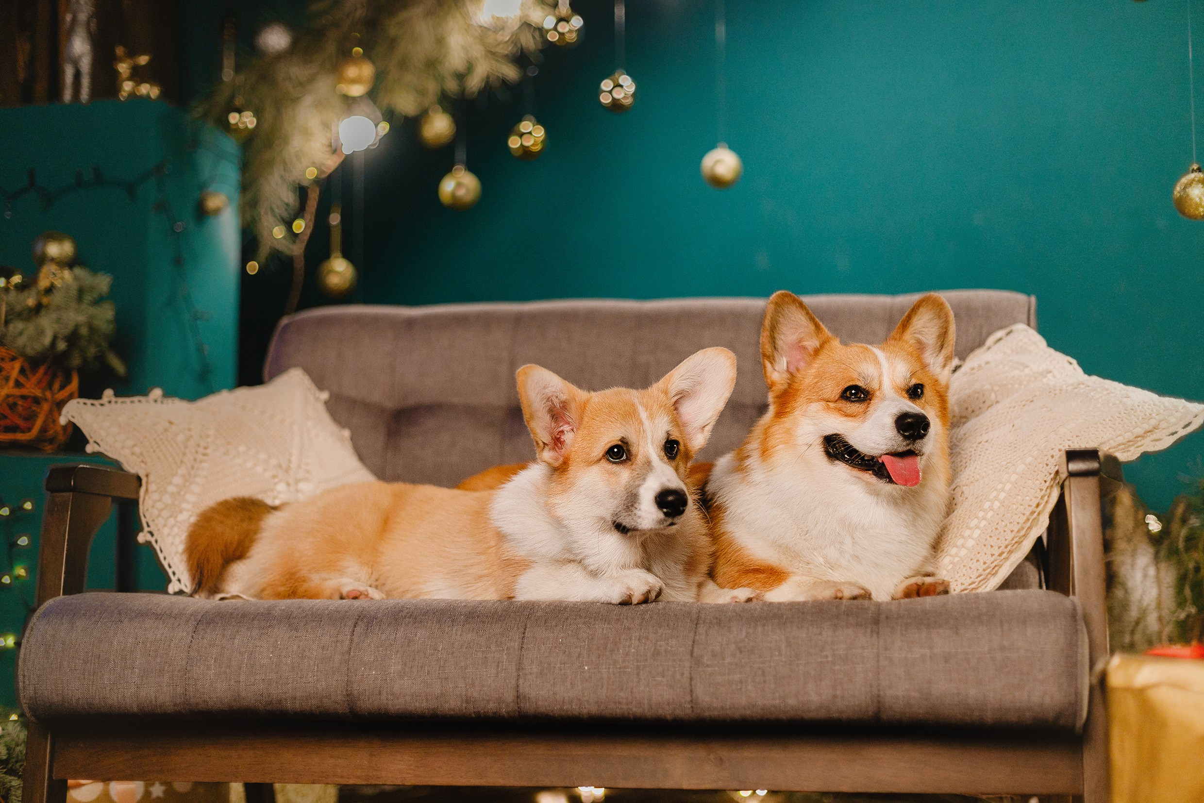 New Year corgis in studio. Kaja | fotograf we Wrocławiu | ludzie i psy