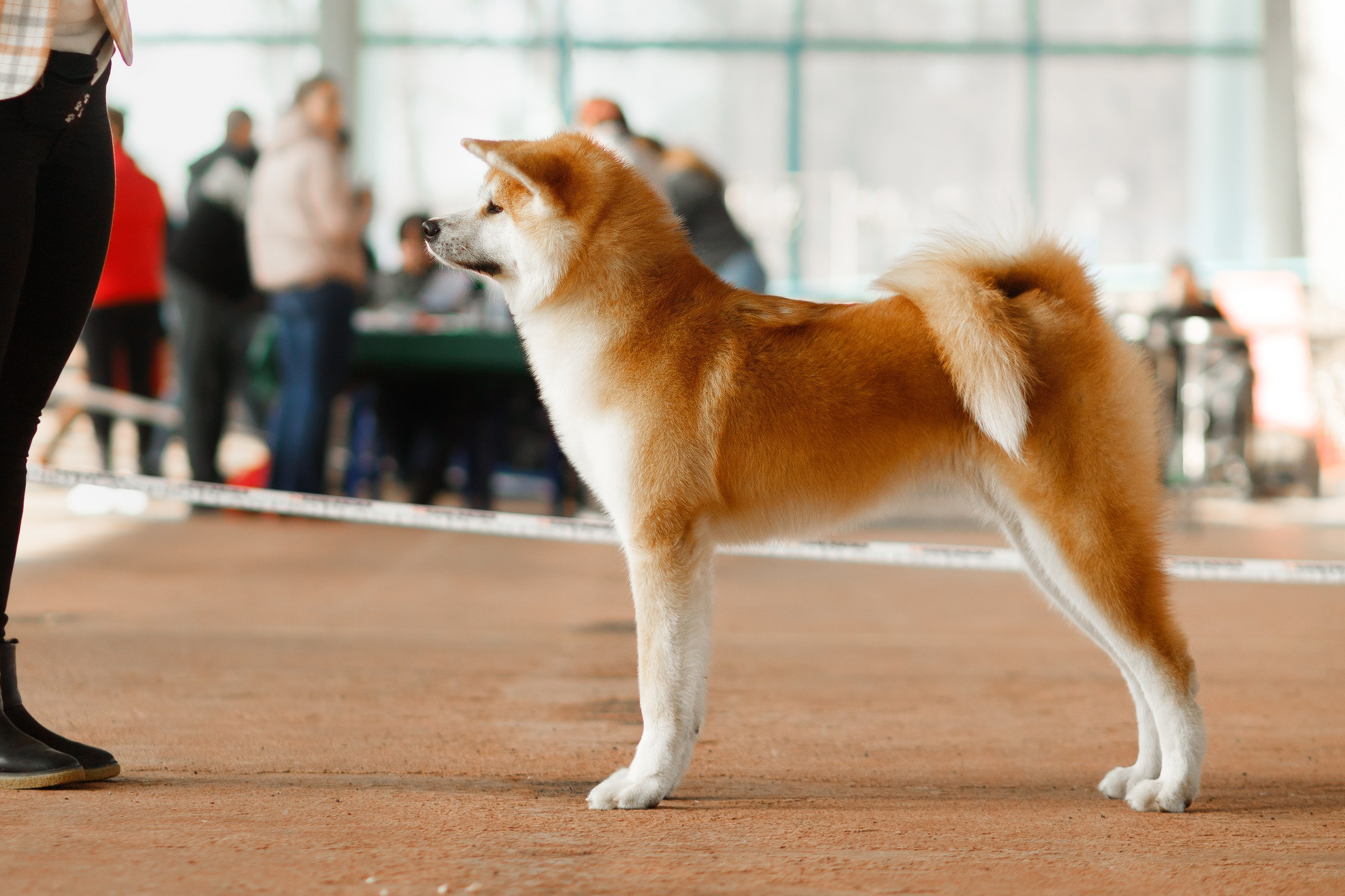 Dog shows | the best ones. Kaja | fotograf psów we Wrocławiu