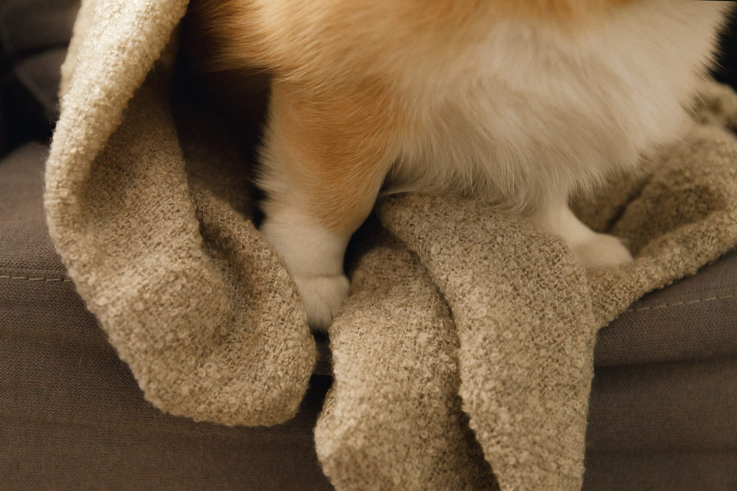 Dasha & Daisy. Kaja | fotograf psów we Wrocławiu