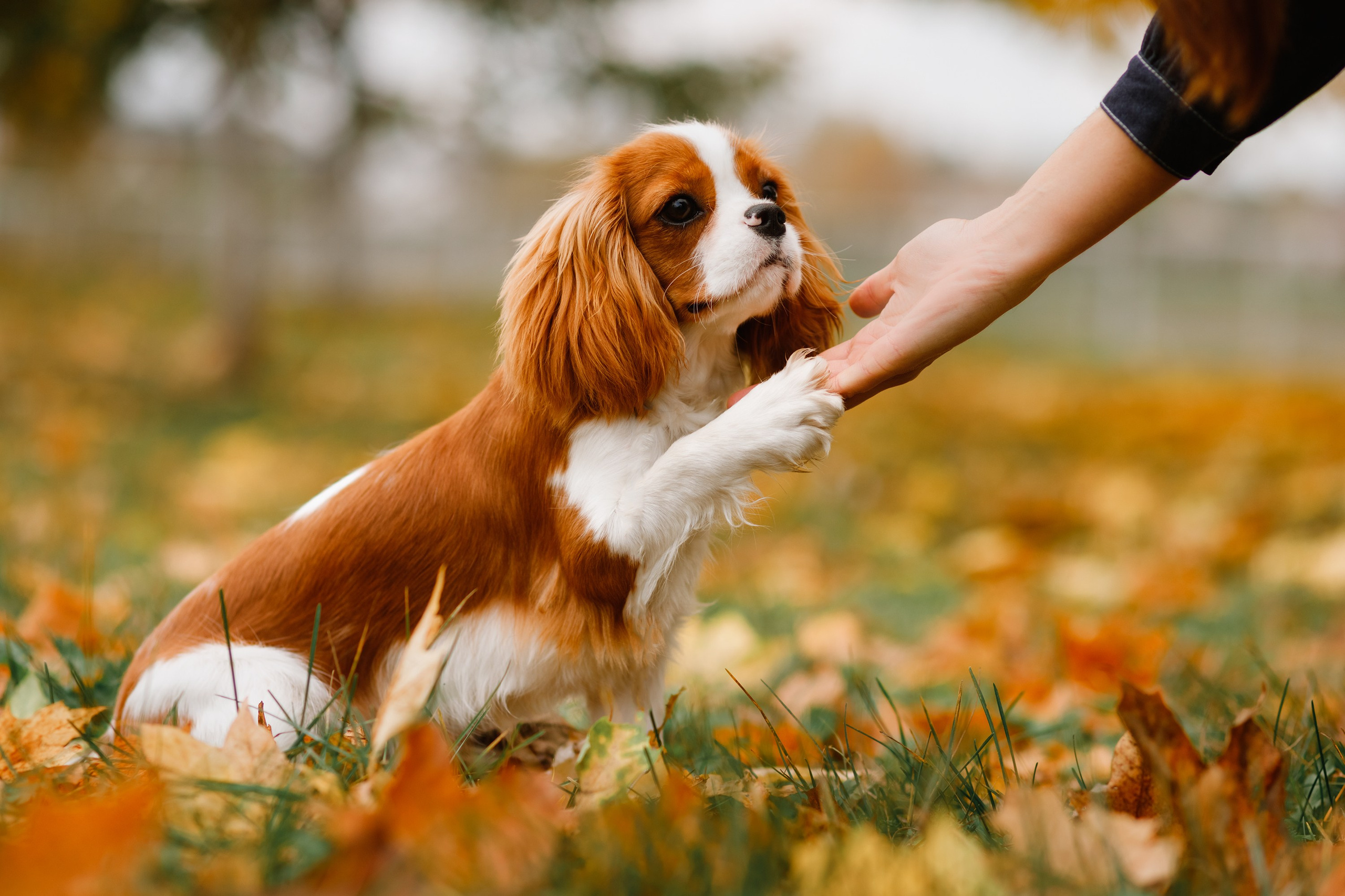 Dog shows | the best ones. Kaja | fotograf psów we Wrocławiu