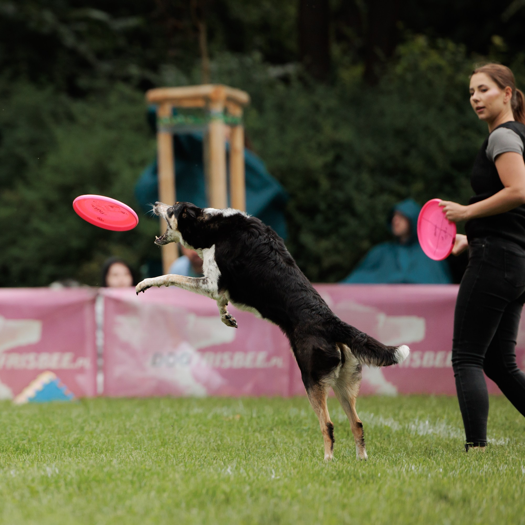 Latające psy, Wrocław'25. Kaja | fotograf psów we Wrocławiu
