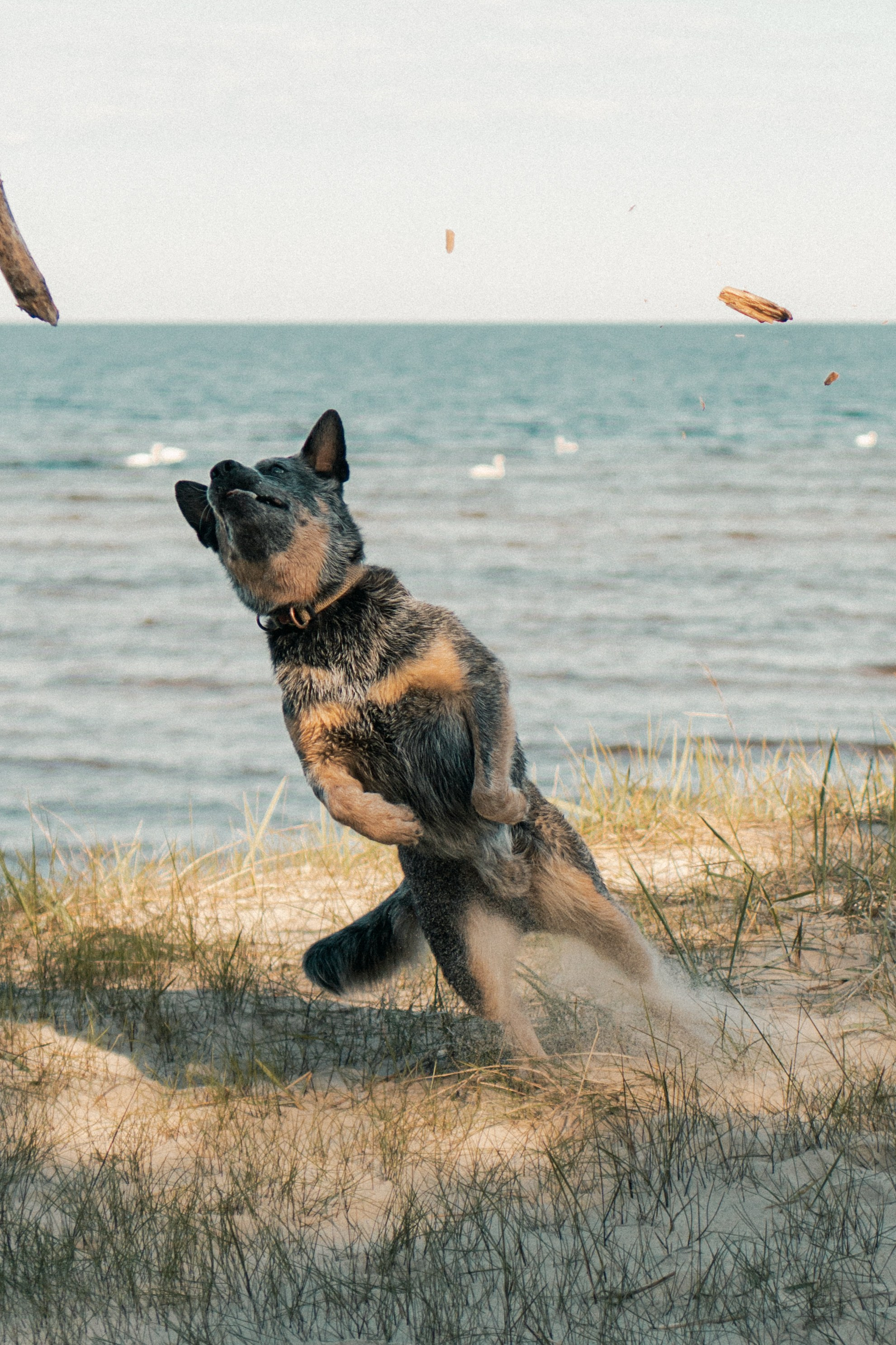 Oskar, Maria & Dmitrii. Kat Laisaar — Pet photographer in Tallinn