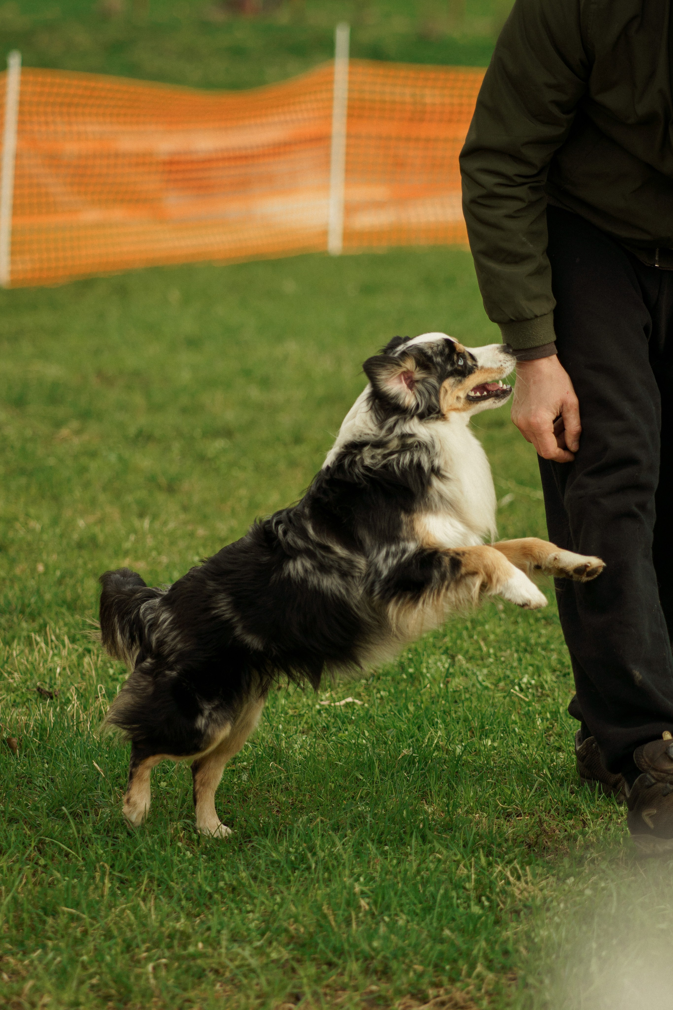 Herding Days, 26 apr. 2025. Kat Laisaar — Pet photographer in Tallinn