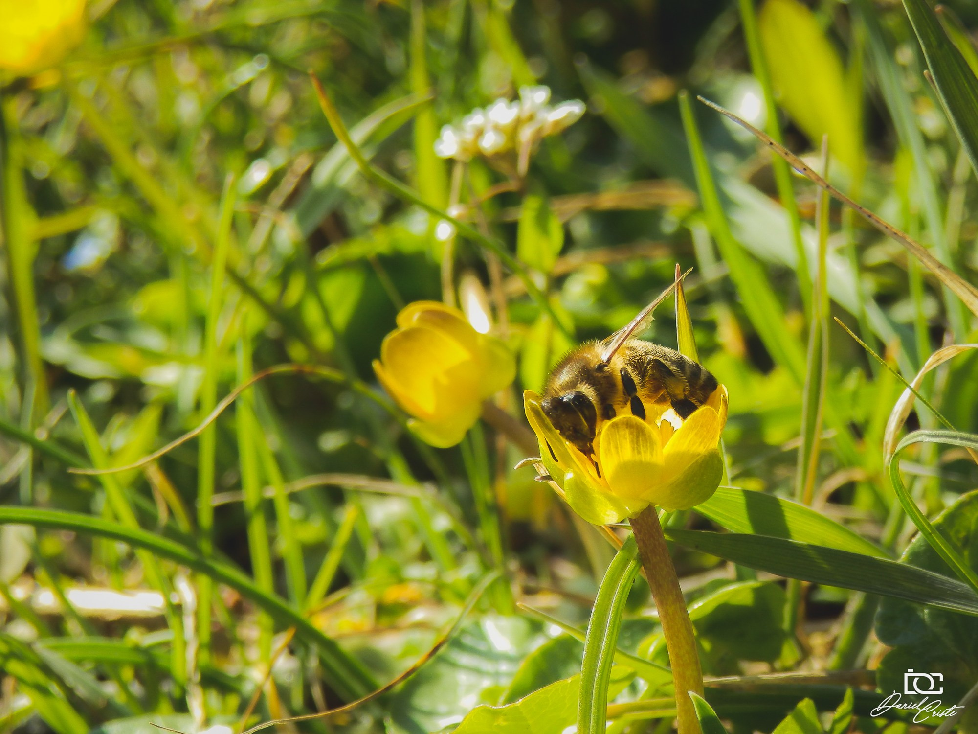 Peisaj /natura. Daniel Criste Fotograf